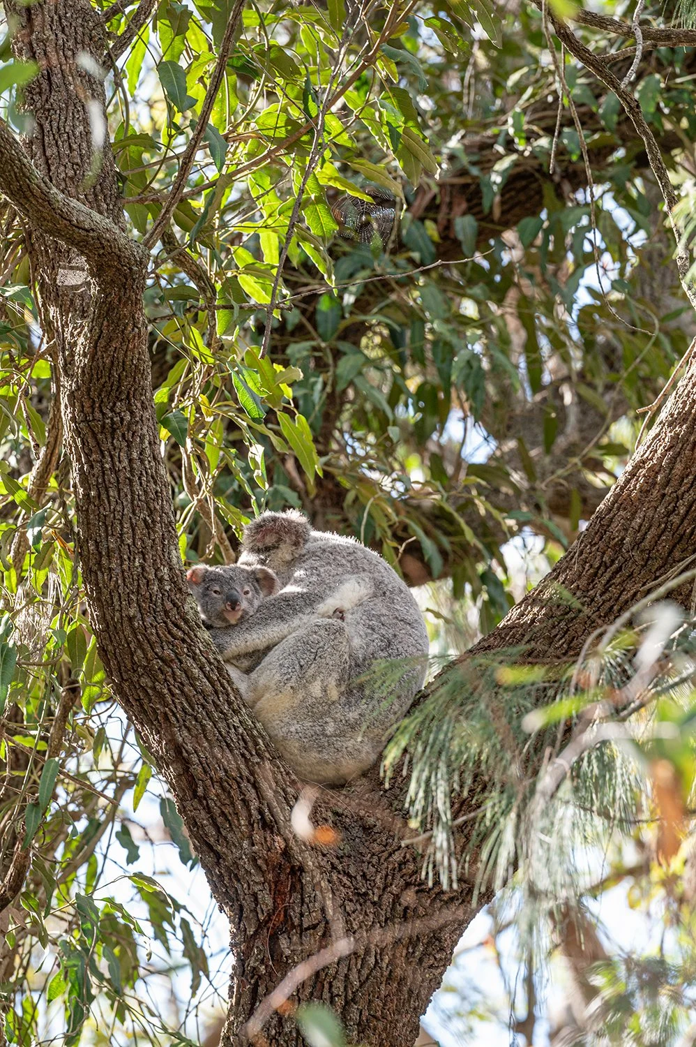 Koala resting comfortably in a tree surrounded by foliage.