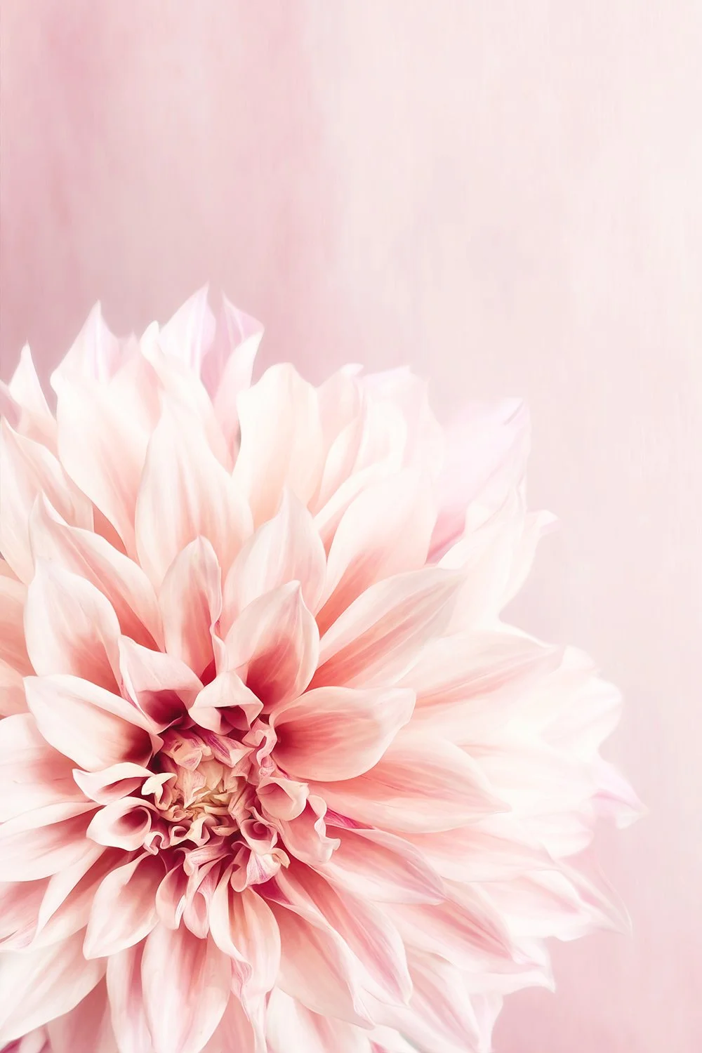 Blush Bloom.jpg