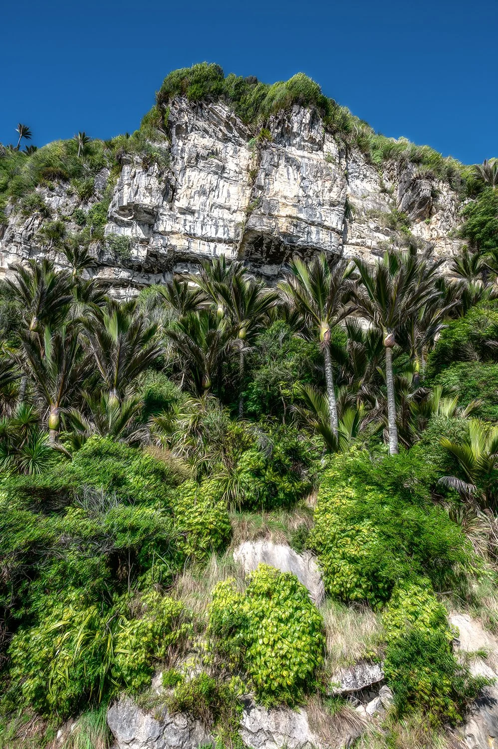 Native West Coast forest and limestone cliffs with nīkau palms.