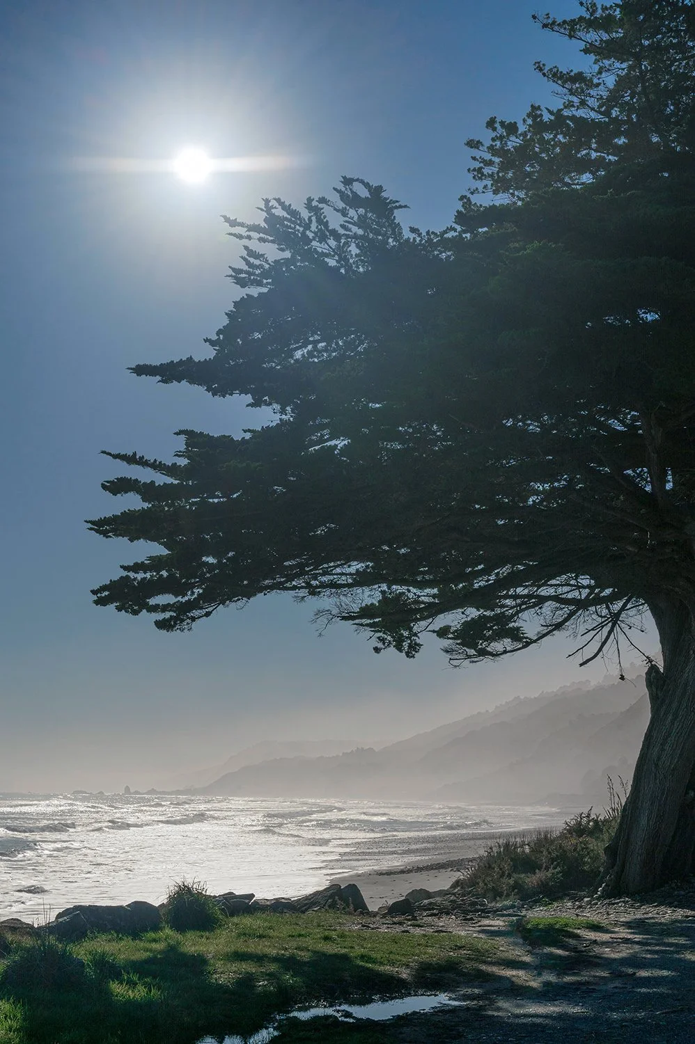 Sunlight shining above a coastal cypress overlooking a misty West Coast shoreline.