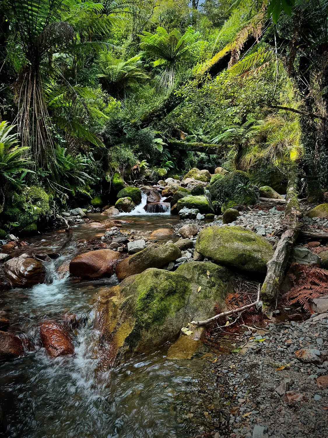 Native forest stream flowing through mossy rocks and ferns.