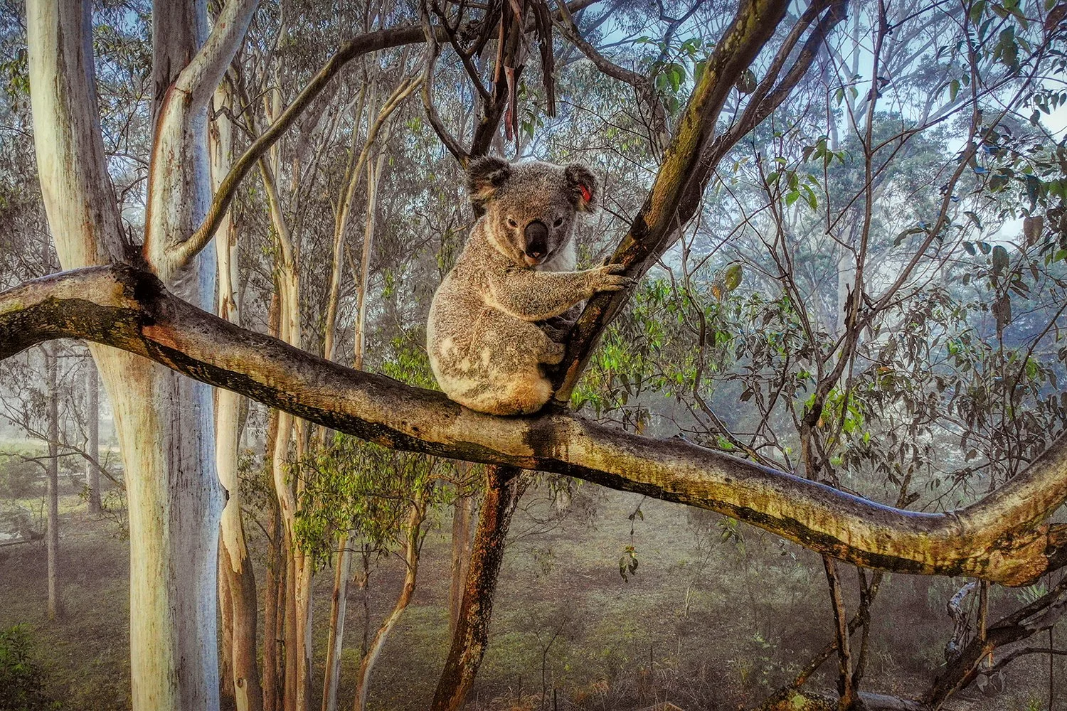 Koala hidden among eucalyptus branches and leaves.