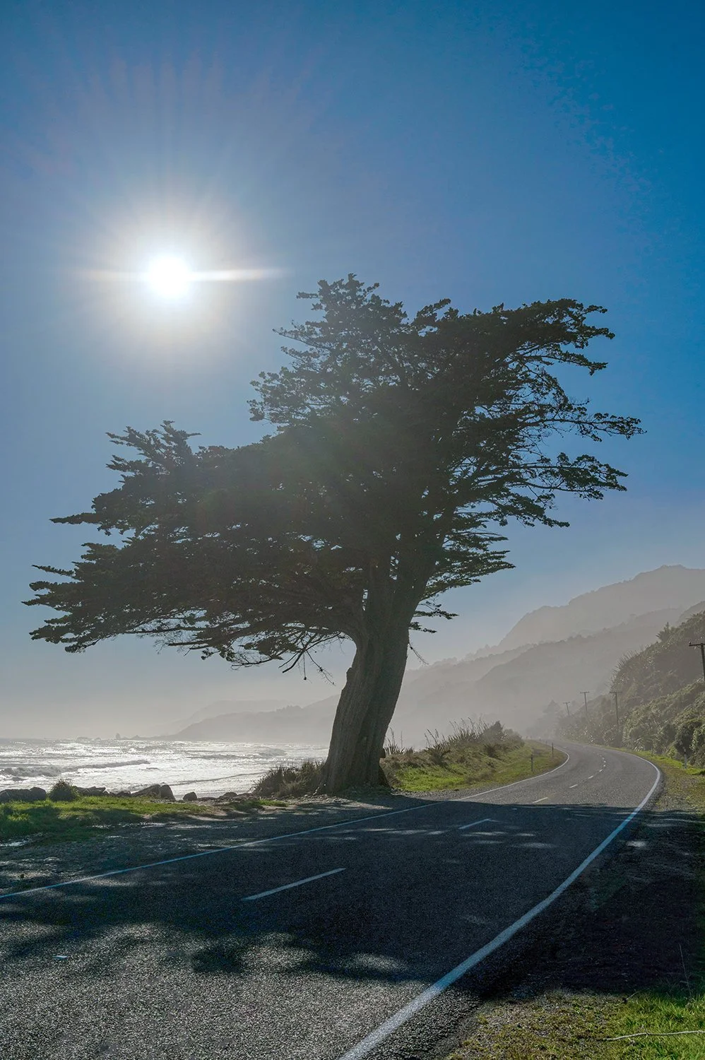 Iconic coastal cypress beside winding Buller coastal road overlooking the Tasman Sea.