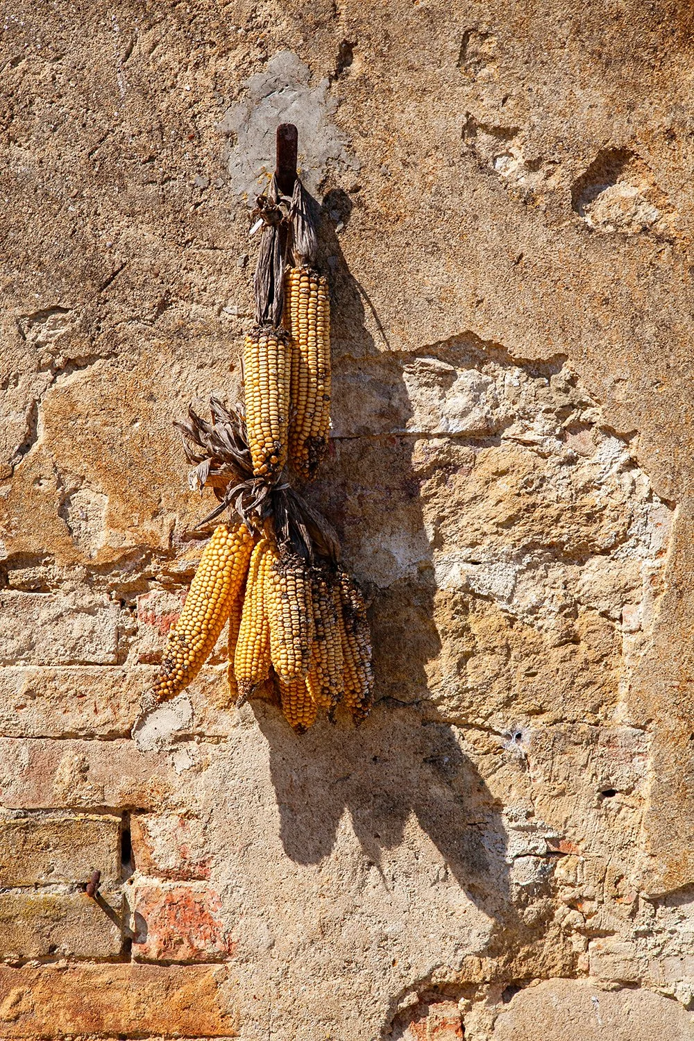 Harvest In The Sun.jpg