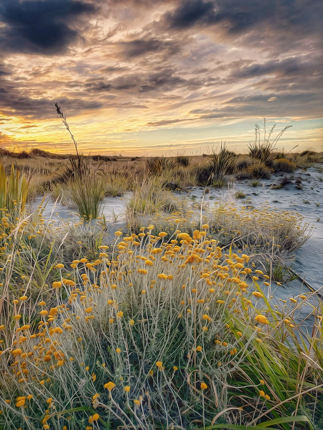 Coastal Bloom.jpg