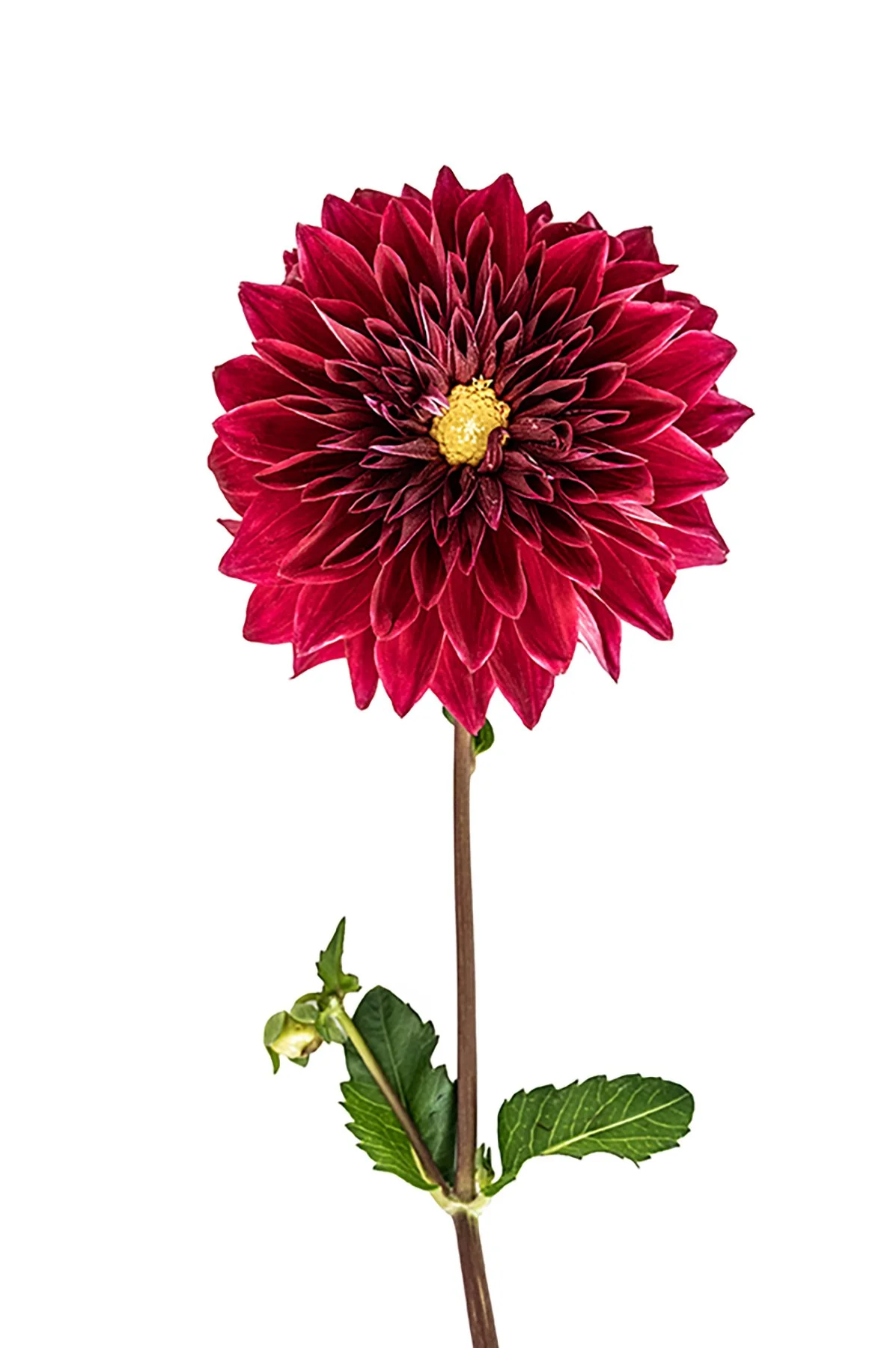 Ruby Wild