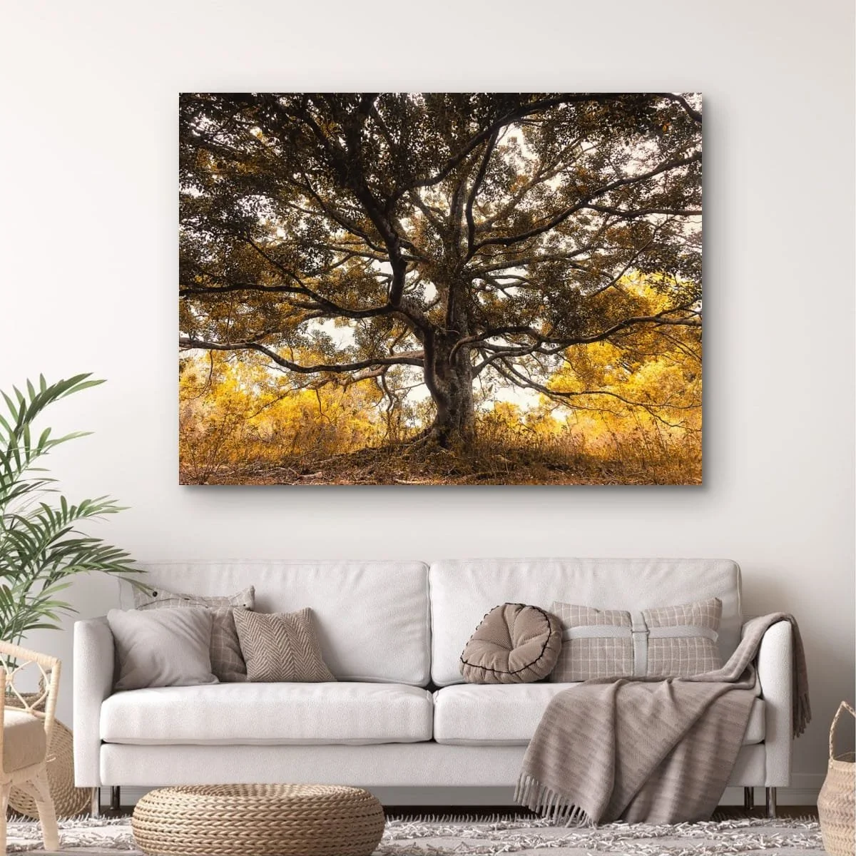 Large mature tree with sprawling branches in golden light.