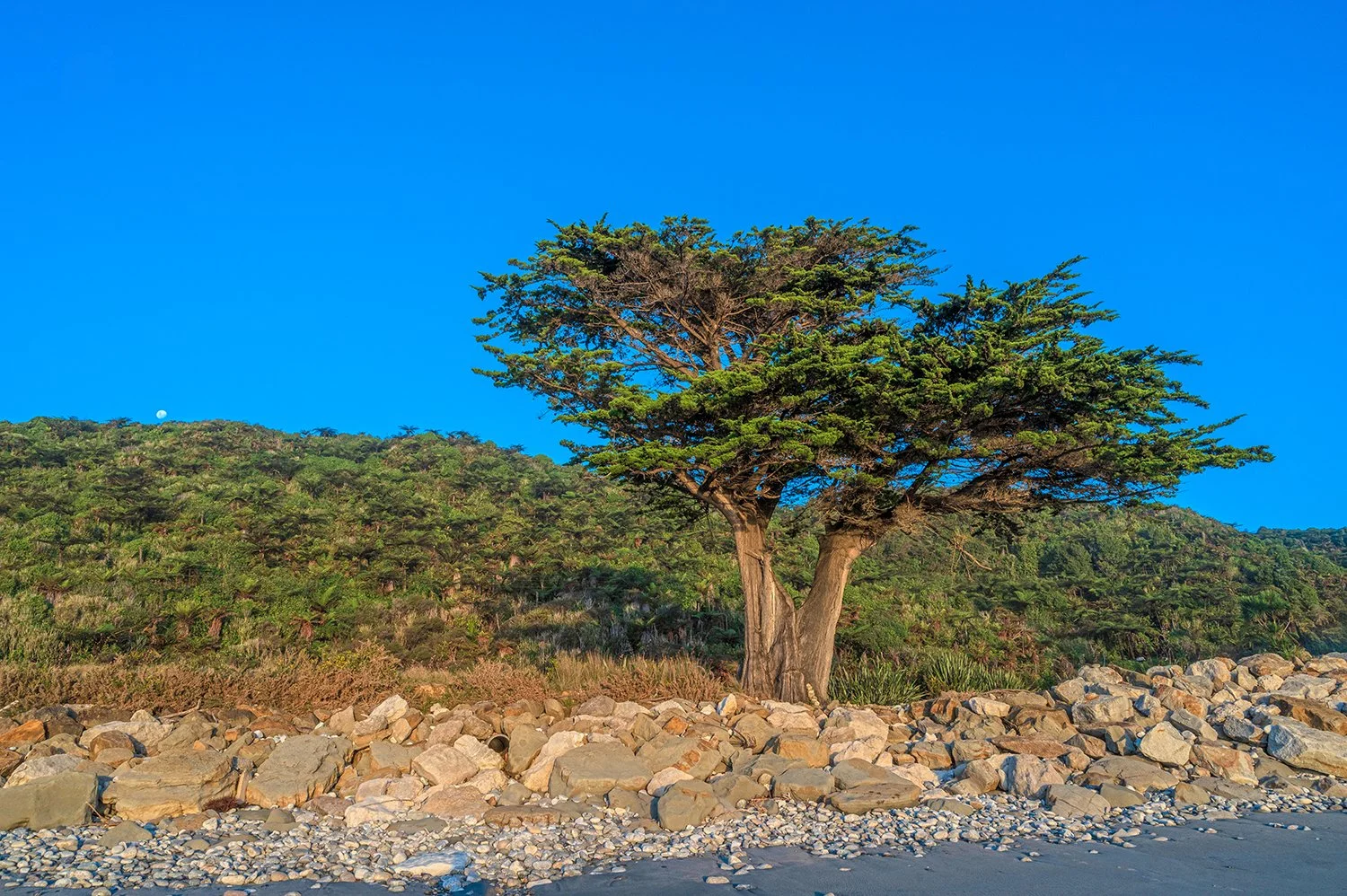 Large coastal cypress growing beside rocky shoreline on the West Coast of New Zealand.