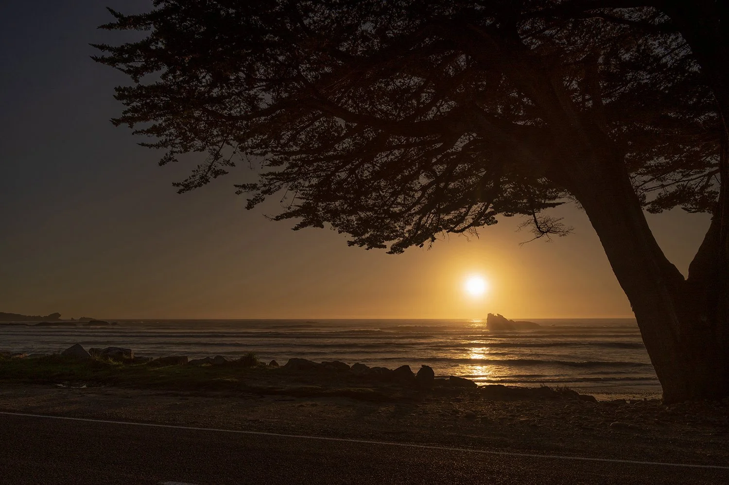 Coastal tree overlooking misty shoreline and ocean beneath bright daylight in West Coast New Zealand.
