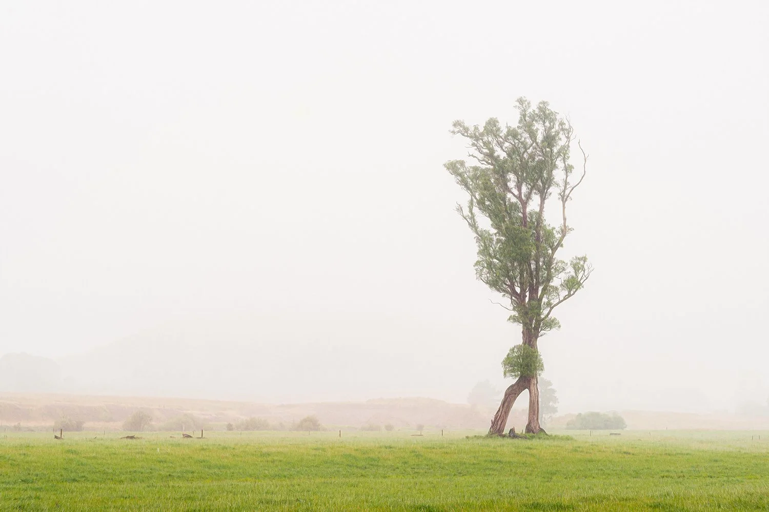 Karamea Walking Tree.jpg