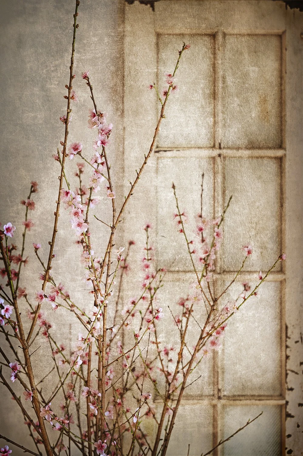 Pink blossom branches against a softly textured background.