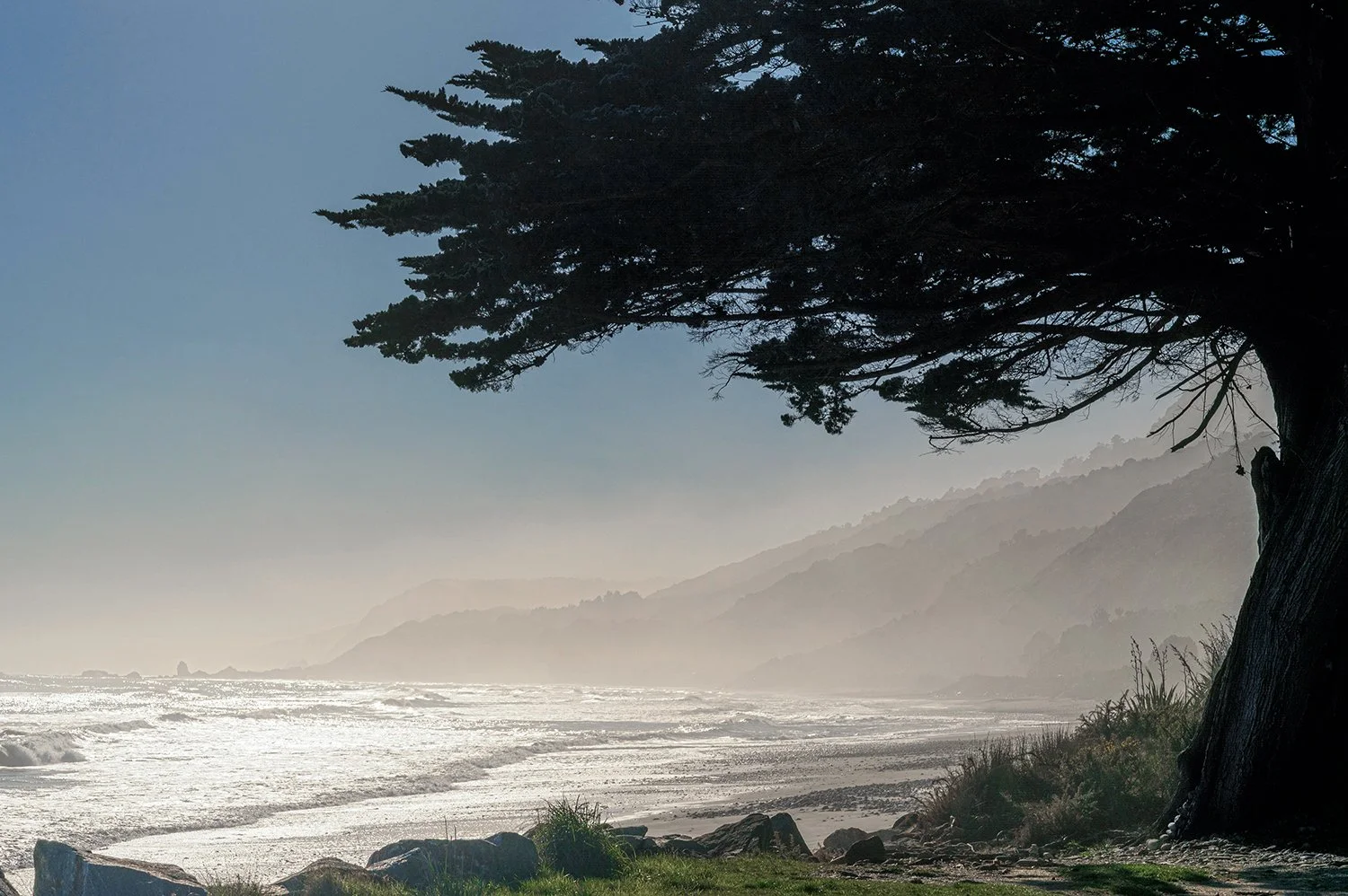Coastal cypress overlooking misty layered shoreline on New Zealand's West Coast.