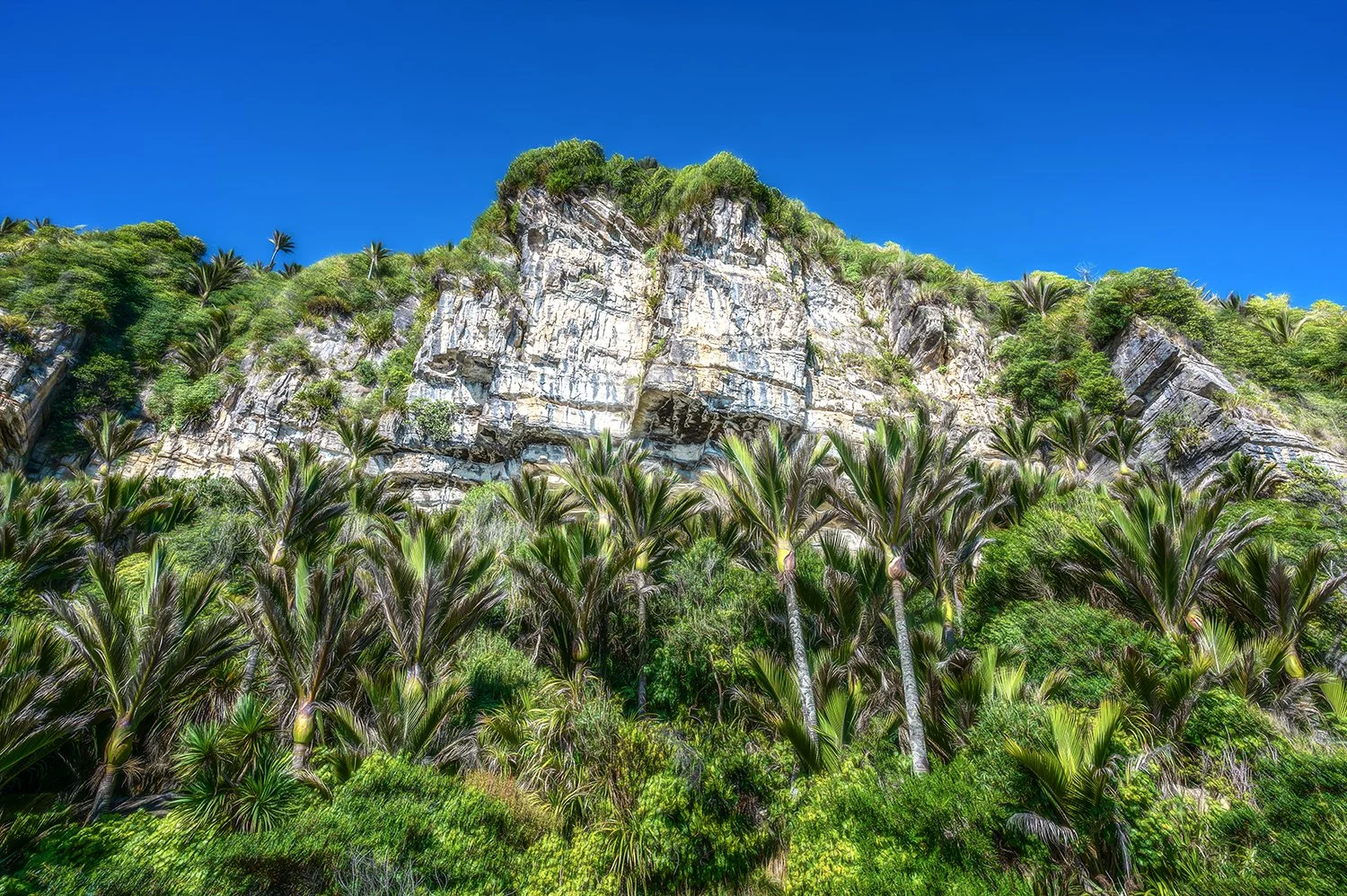 Limestone cliffs towering above native nikau palms.
