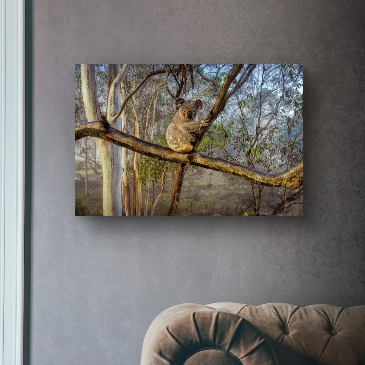 Koala hidden among eucalyptus branches and leaves.