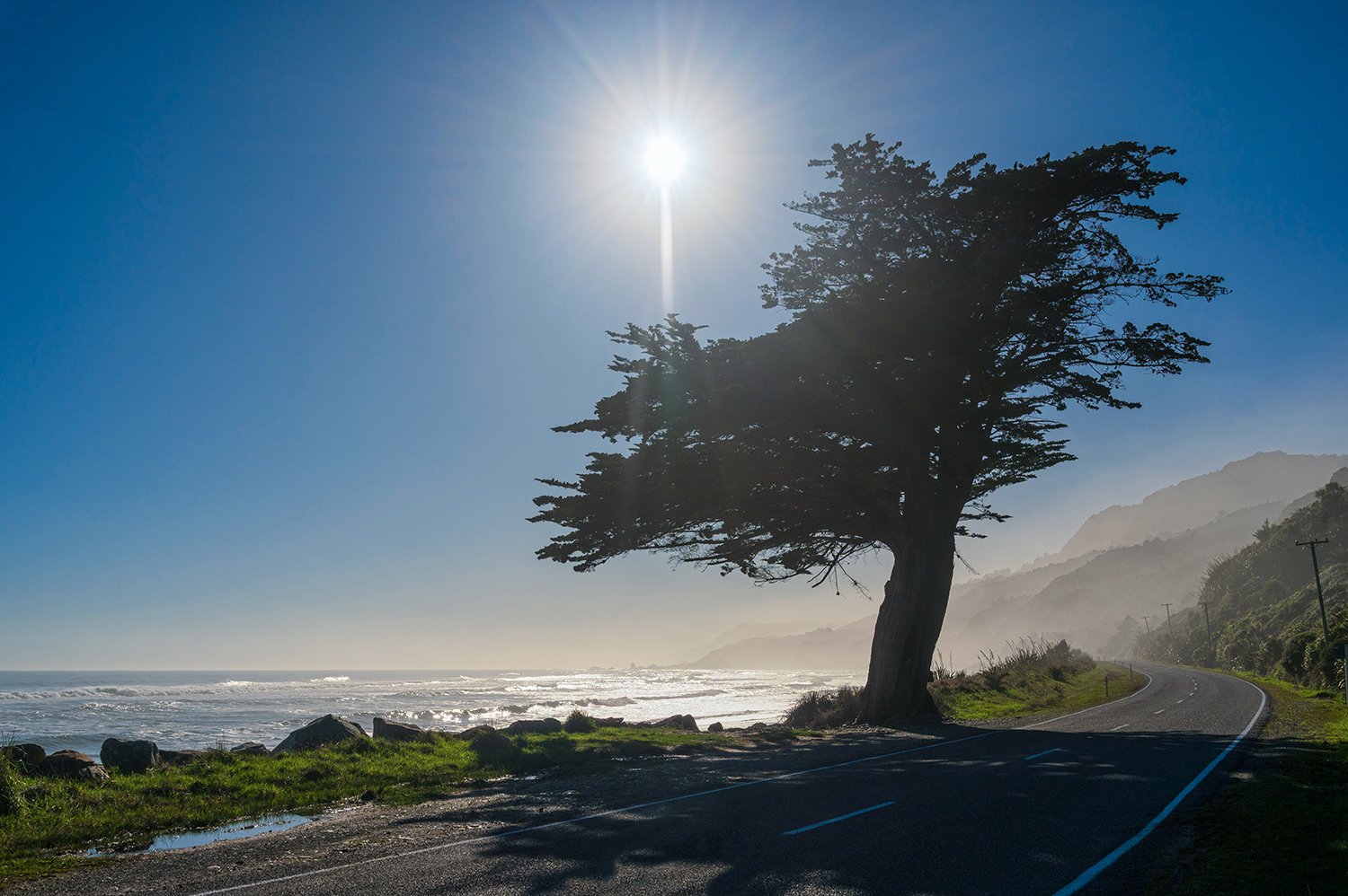 Windswept coastal cypress beside scenic coastal highway overlooking the Tasman Sea.