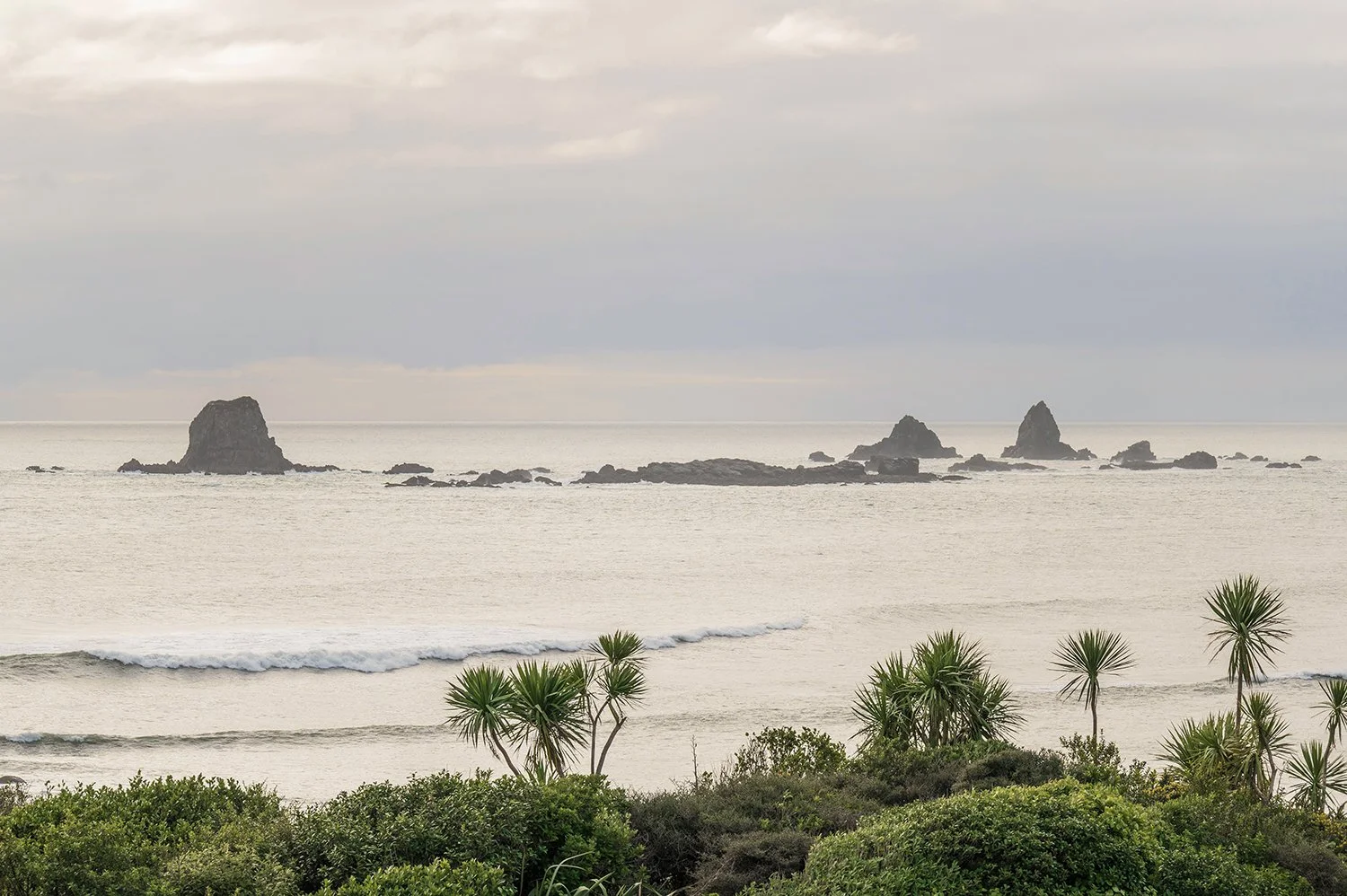 Morning light over sea stacks framed by native coastal plants.