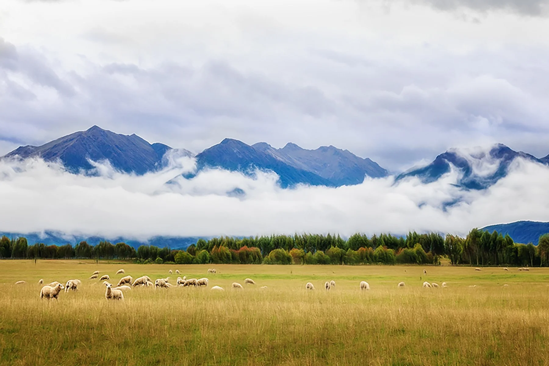 Painterly travel fine art photograph of rolling land, grazing sheep, and mountains beyond - this is that classic new zealand feeling people fall in love with, by From The Field.
