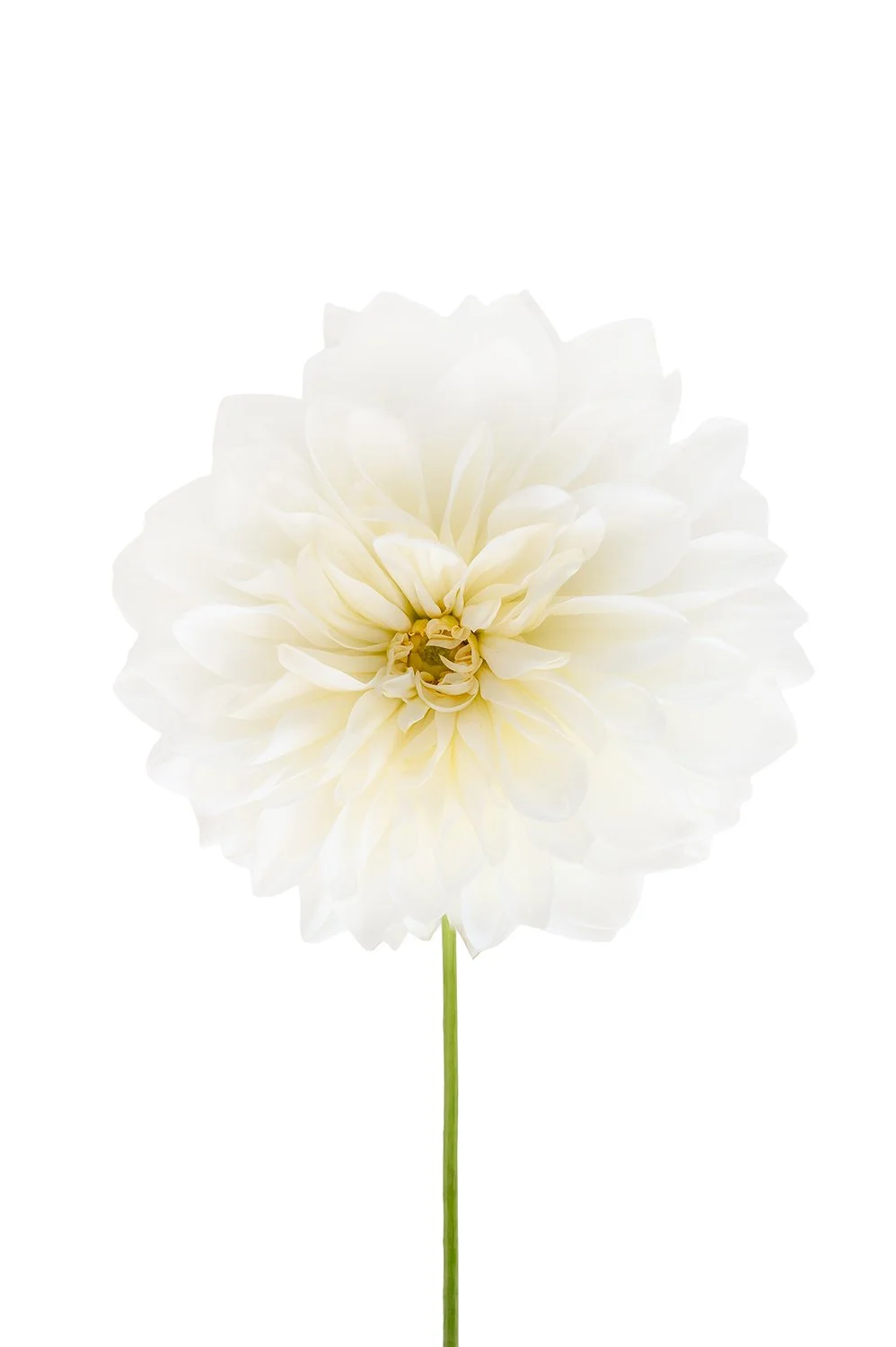 Ivory Grace.jpg