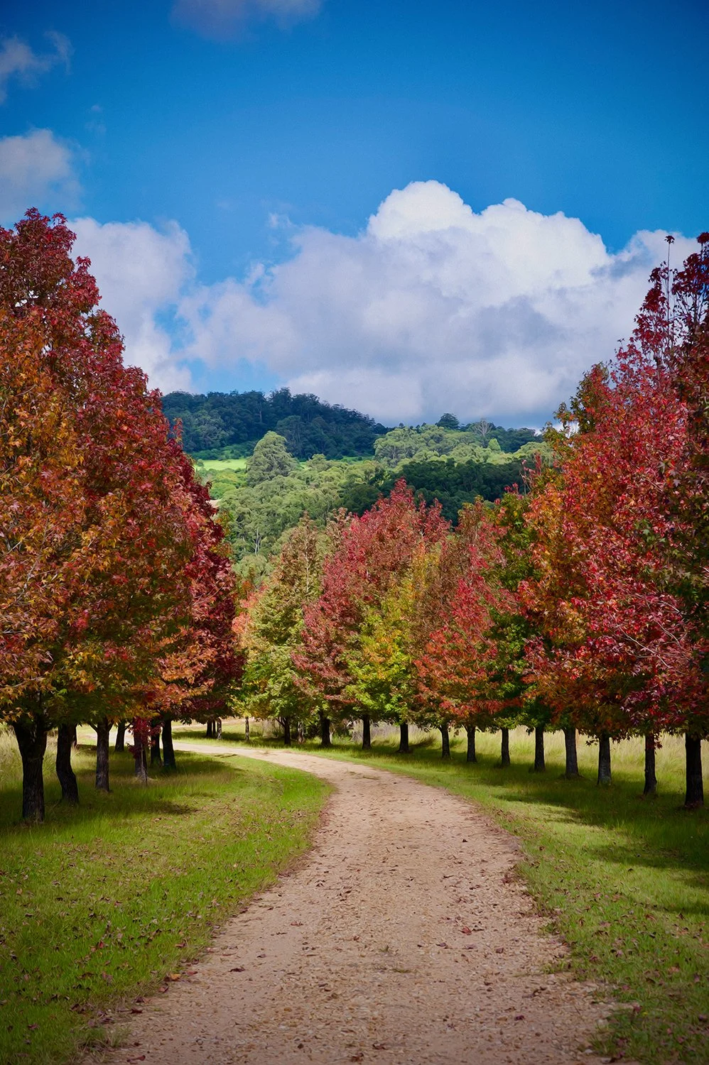 Tree-lined country lane displaying vibrant autumn foliage.