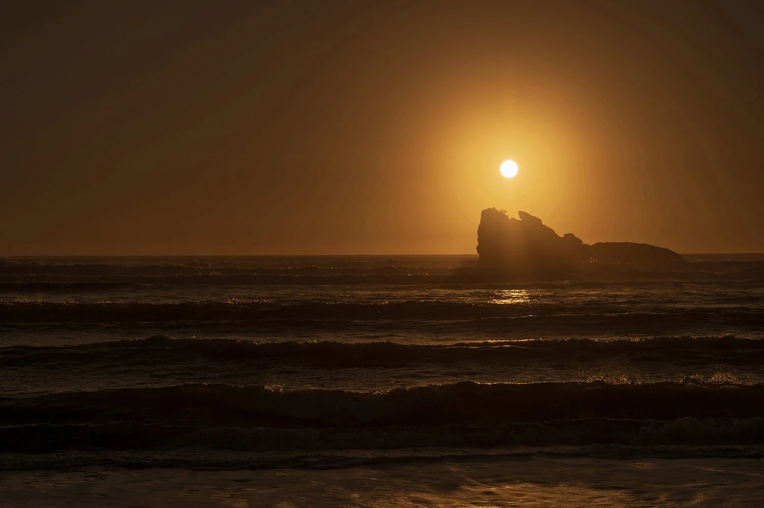 Sunlight streaming through a coastal cypress overlooking a misty West Coast beach in Buller, New Zealand.