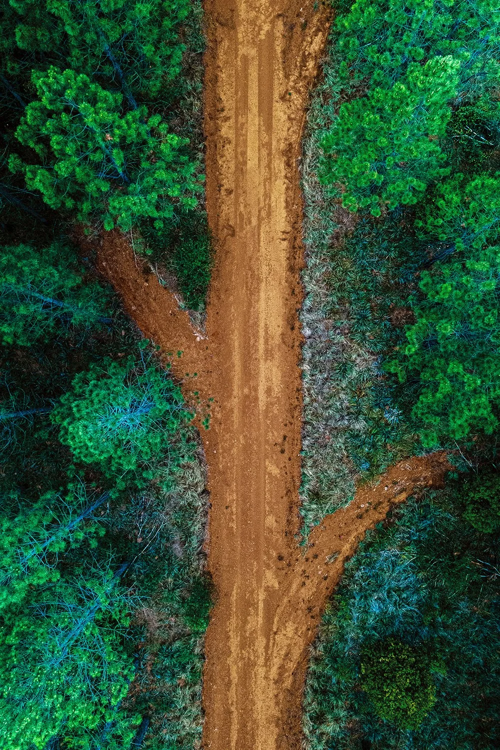 Aerial view of a forest road winding through dense green trees.