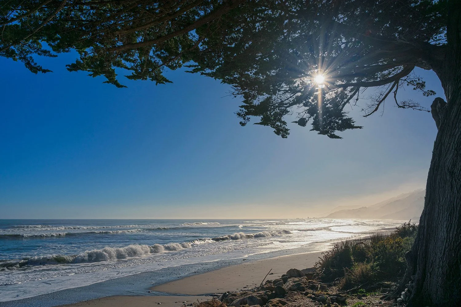 Sun rays shining through coastal tree above a misty West Coast beach.