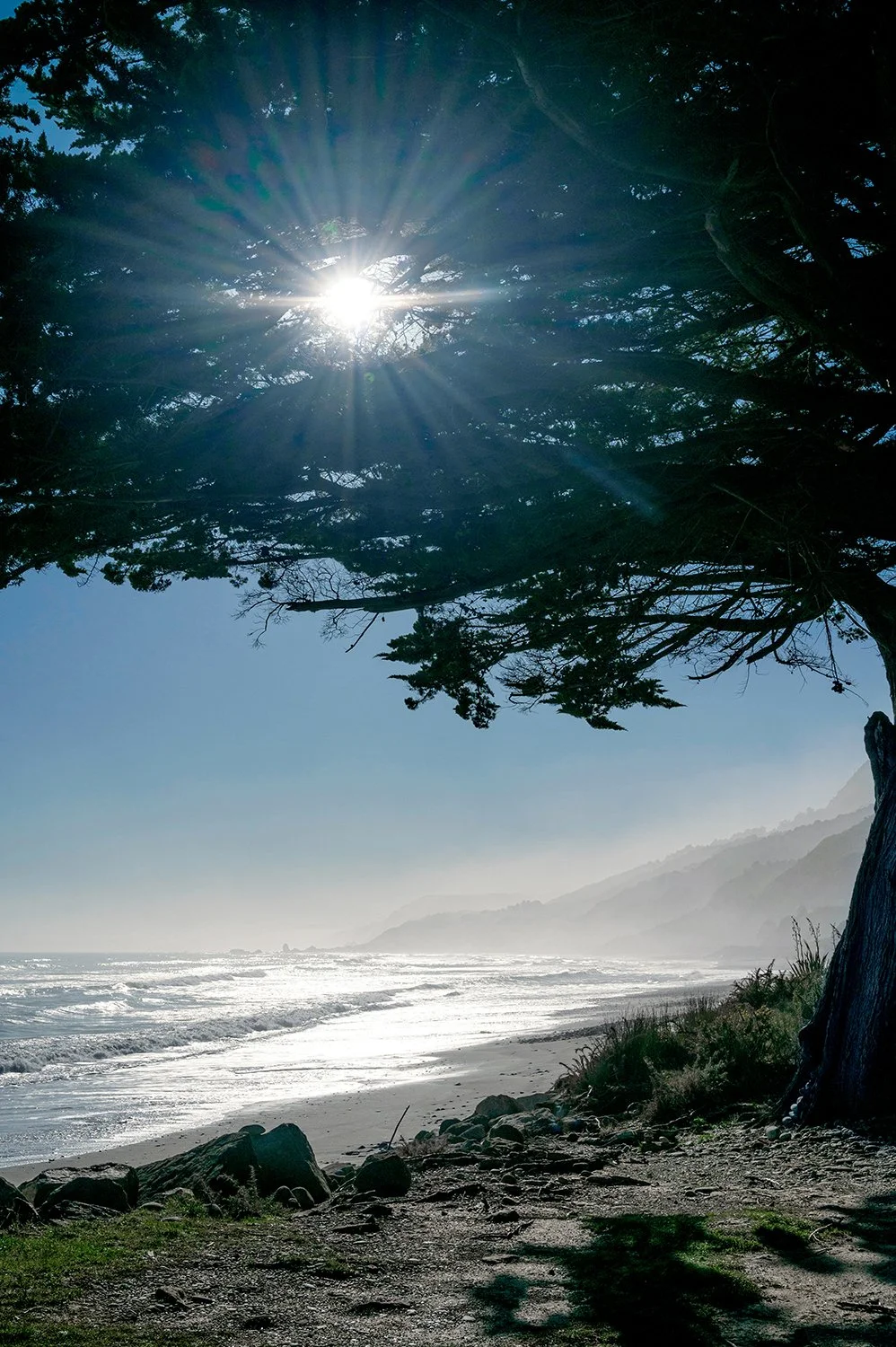 Sunlight streaming through a coastal cypress overlooking a misty West Coast beach in Buller, New Zealand.