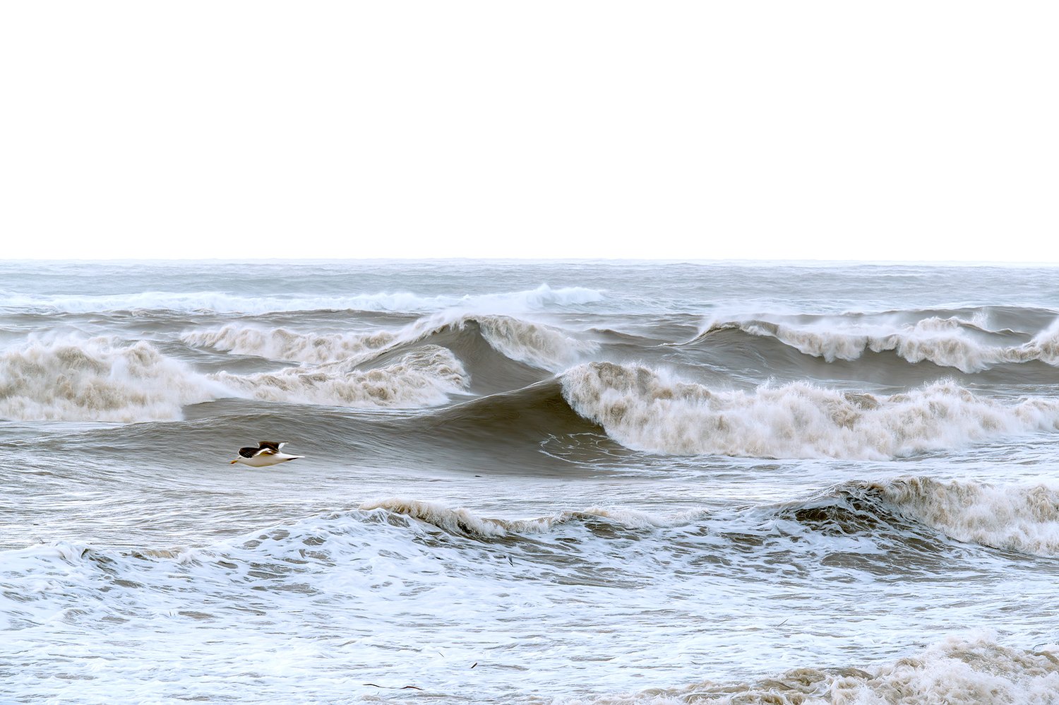Seagull flying low above rough ocean waves on the West Coast.
