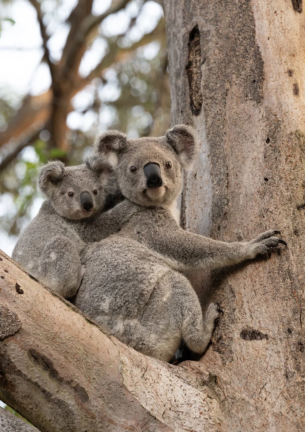 Mother koala with joey in a eucalyptus tree