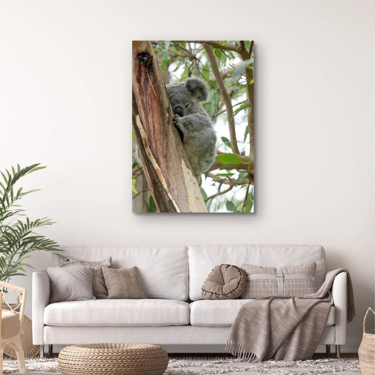 Young koala sleeping on a eucalyptus tree trunk.