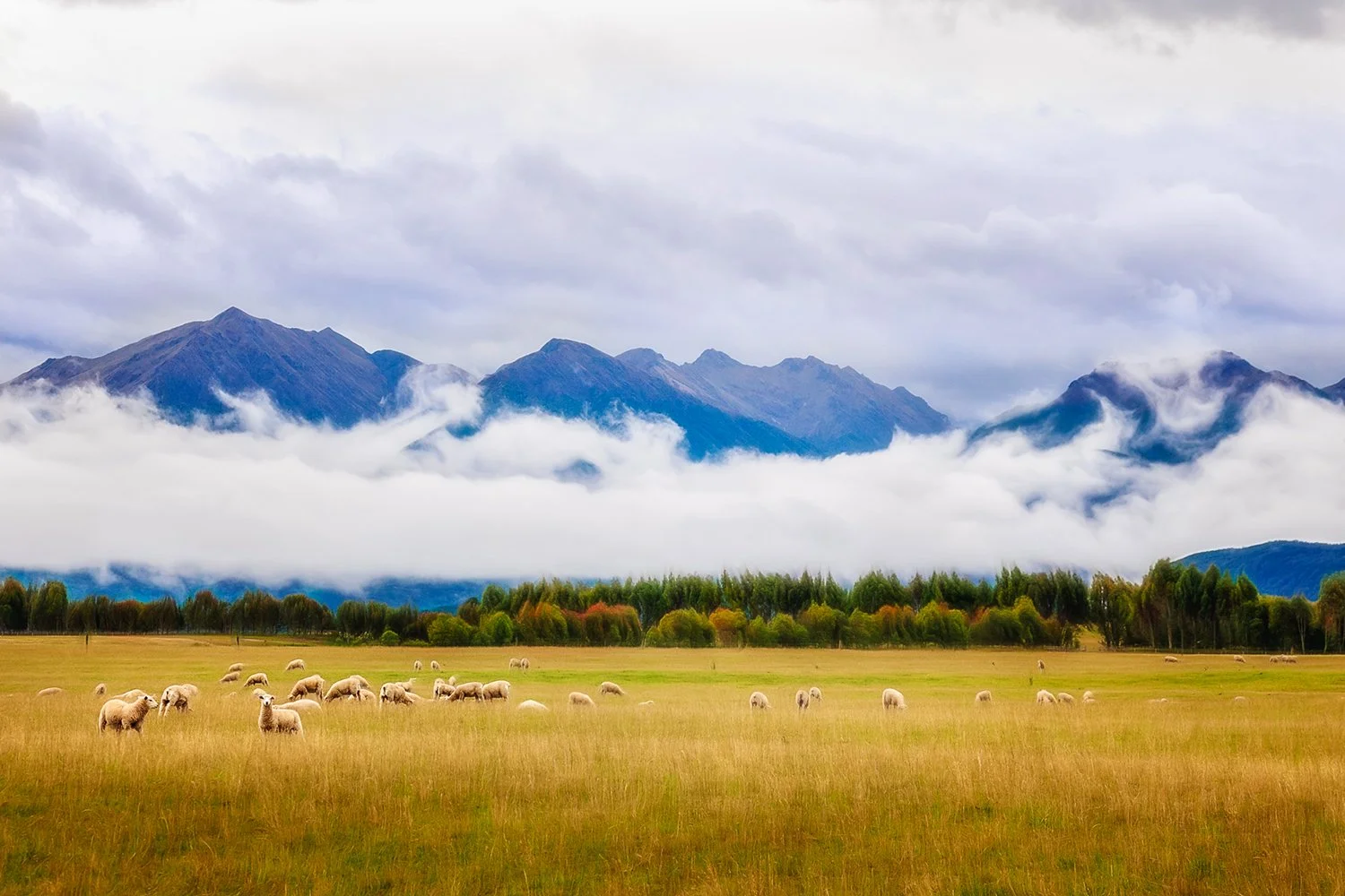 Sheep grazing in a field beneath mountains and low cloud.