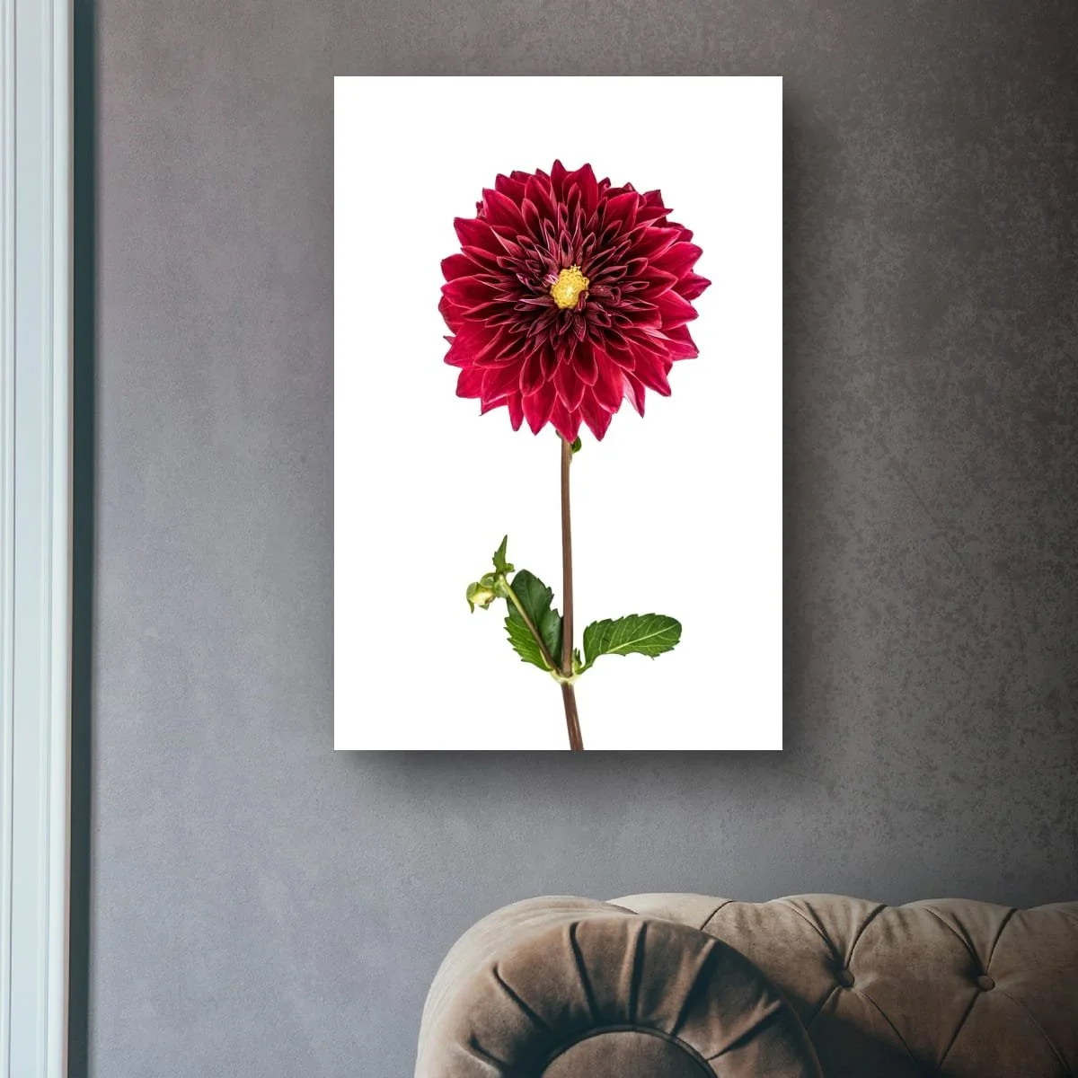 Ruby red dahlia flower isolated against a pale background.