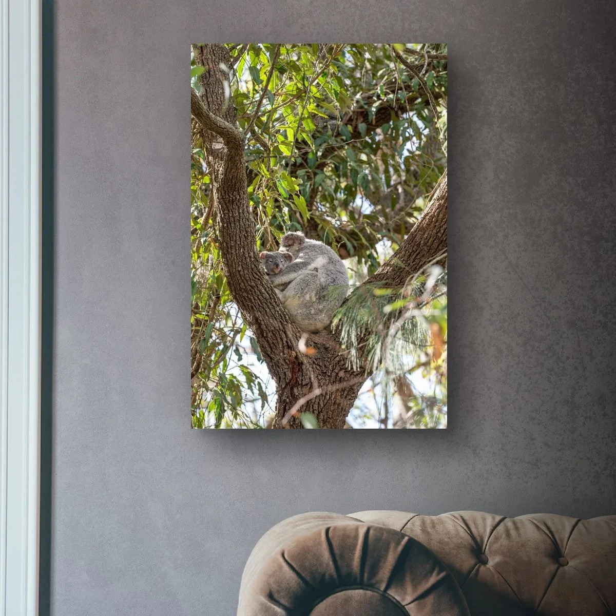 Koala resting comfortably in a tree surrounded by foliage.