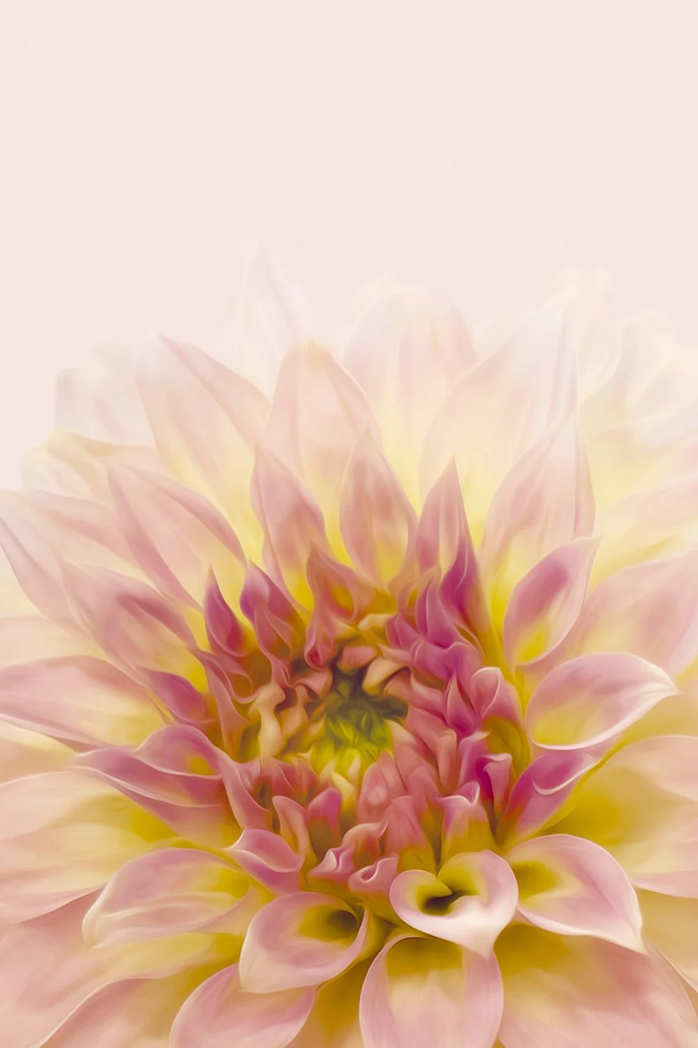 Soft pink dahlia flower photographed in a painterly fine art style.