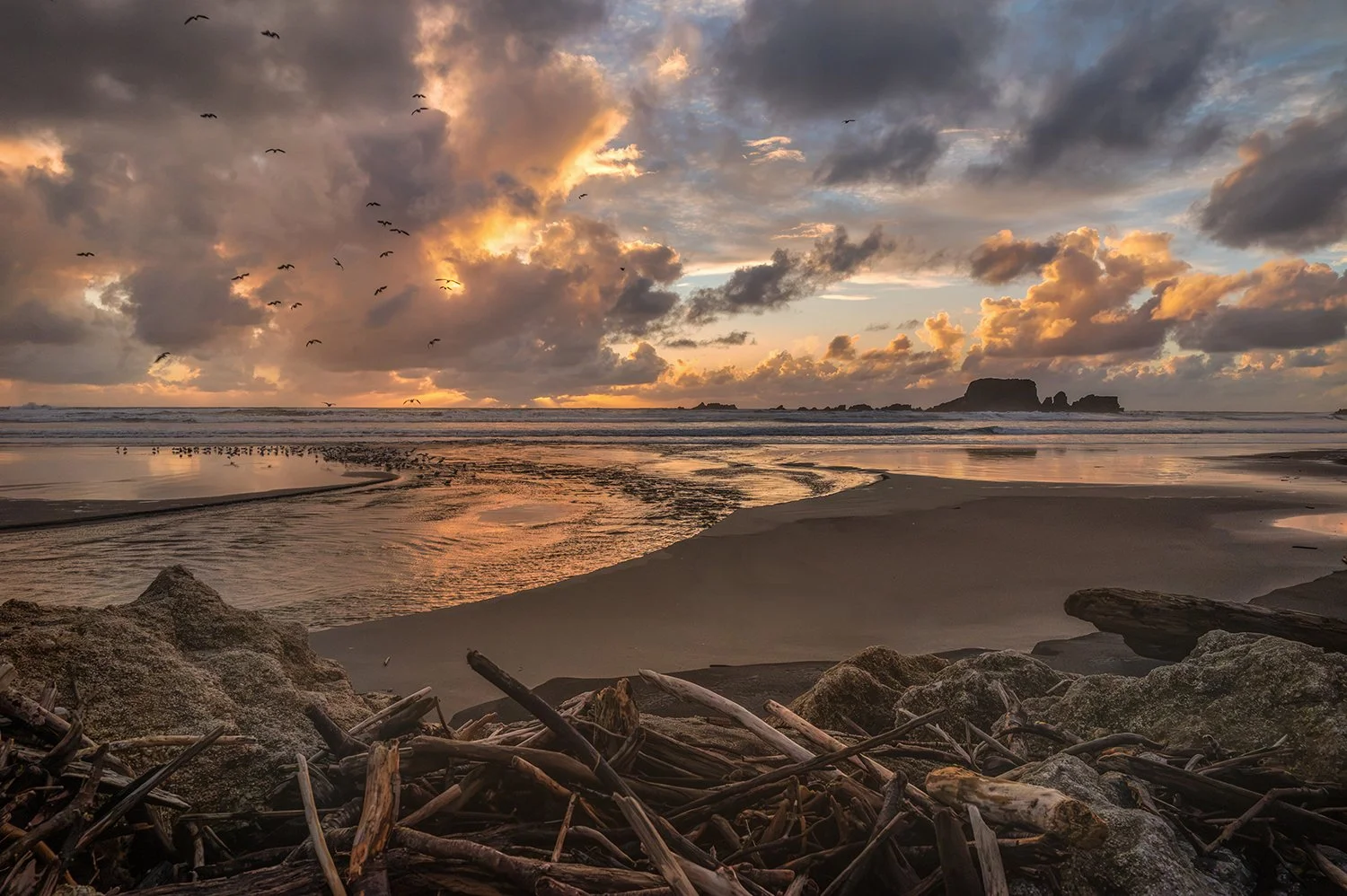 Flock of seabirds flying over a golden coastal sunset with stream, driftwood, wet sand and offshore rock formations.