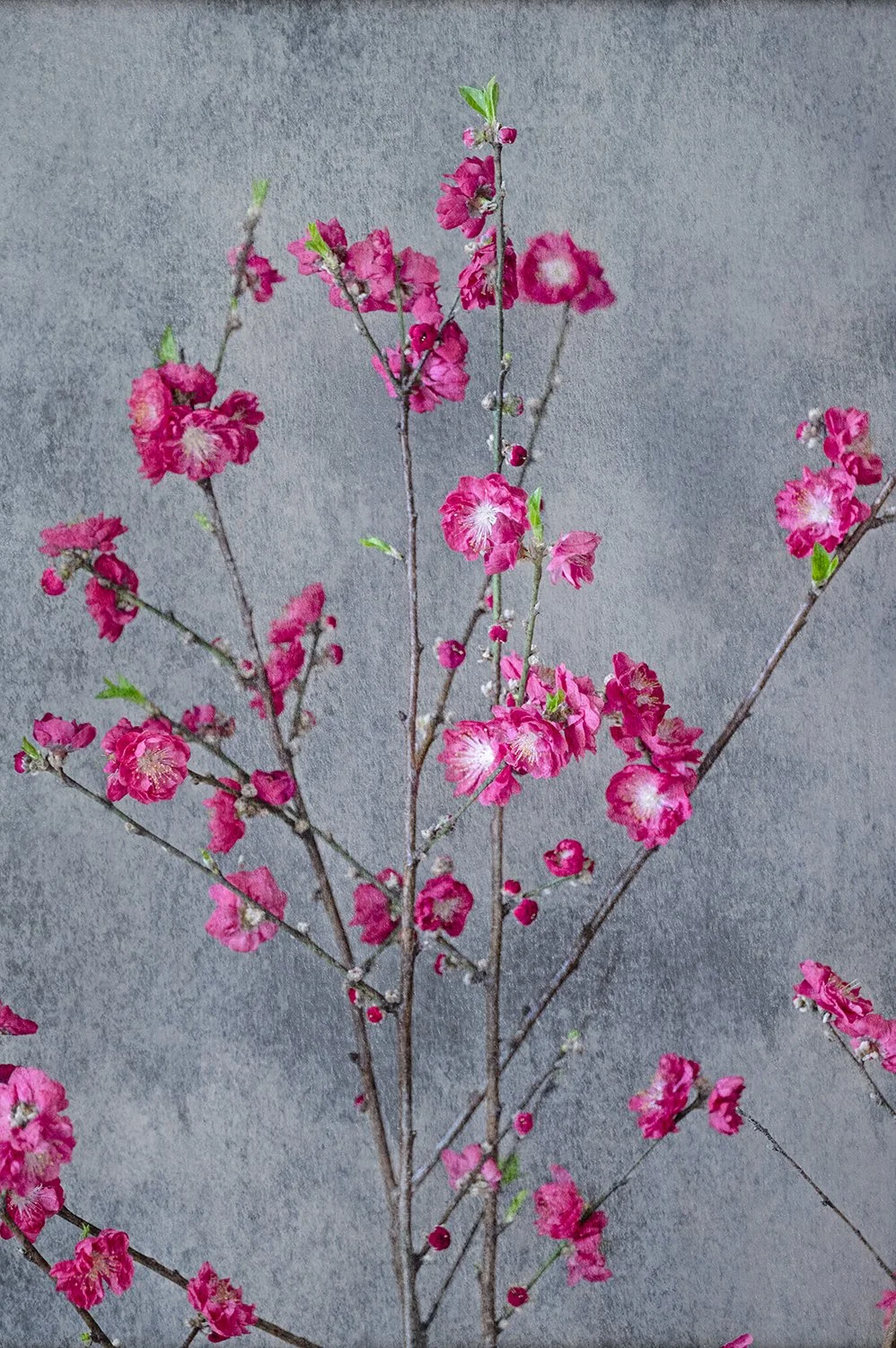 Bright pink blossom branches against a textured backdrop.