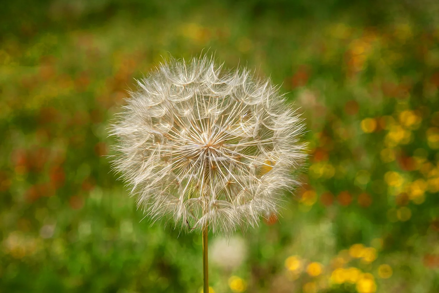 Close-up photograph of a dandelion seed head in a meadow.