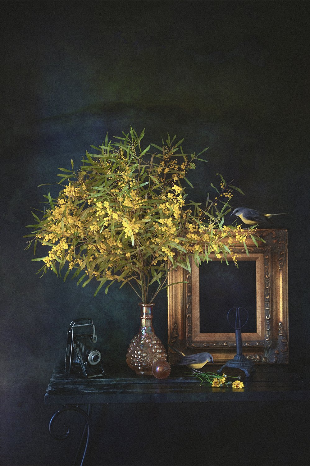 Golden Wattle and the little yellow robin.jpg