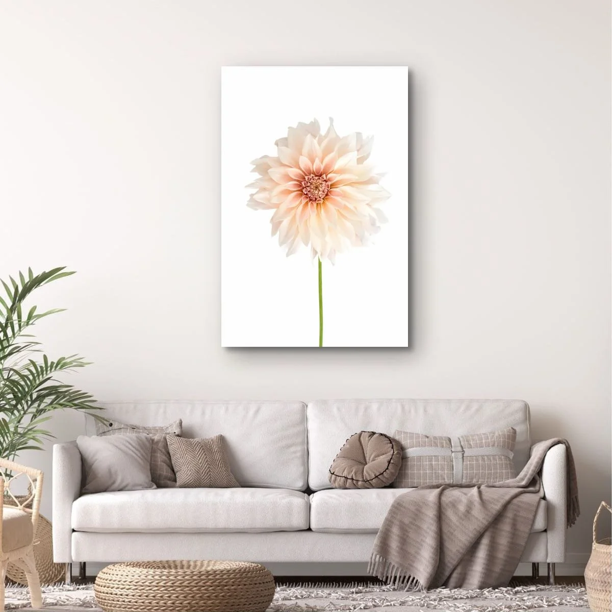 Pale blush dahlia flower on a soft neutral background.