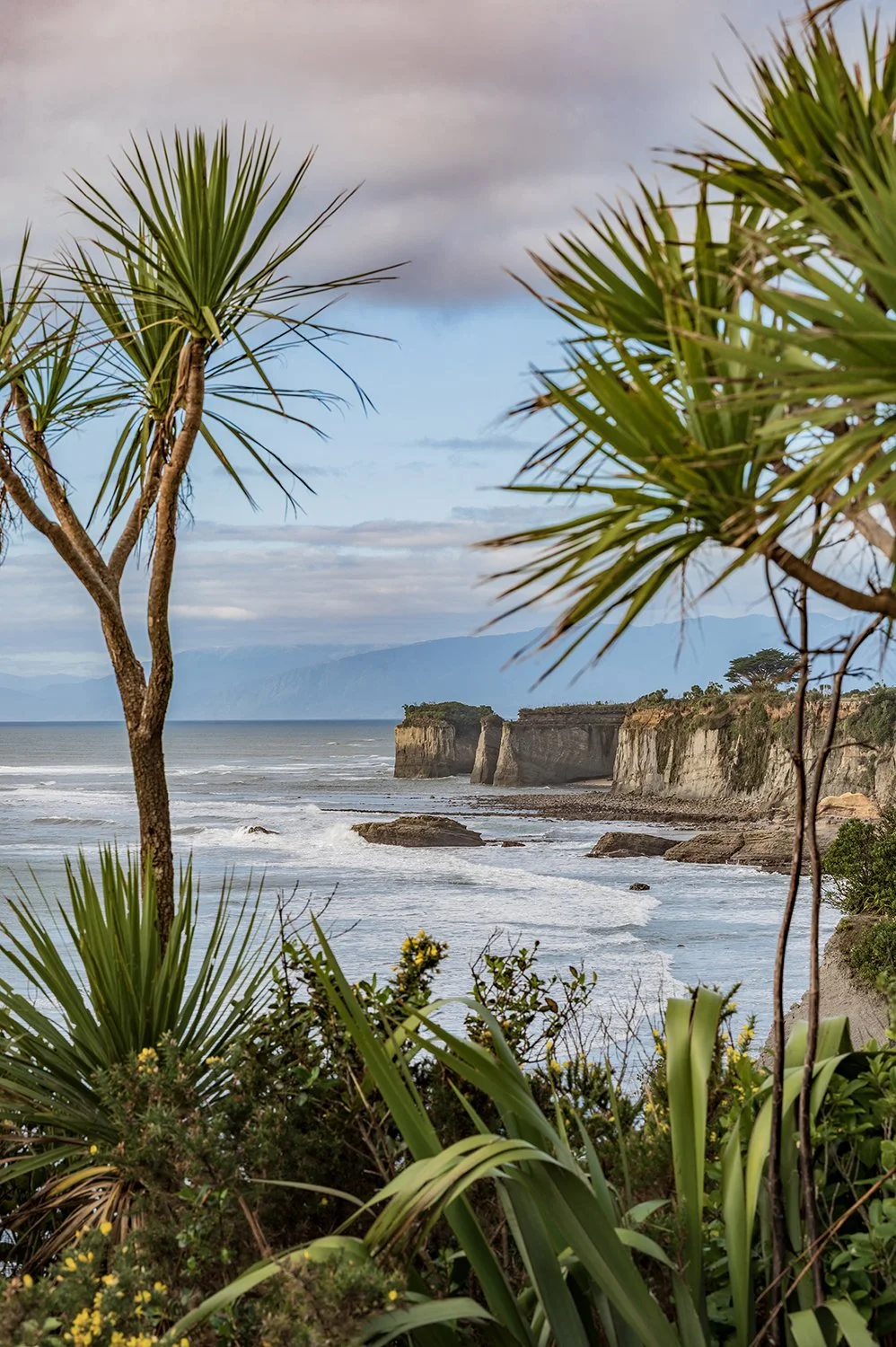 Elevated coastal lookout framed by native vegetation.