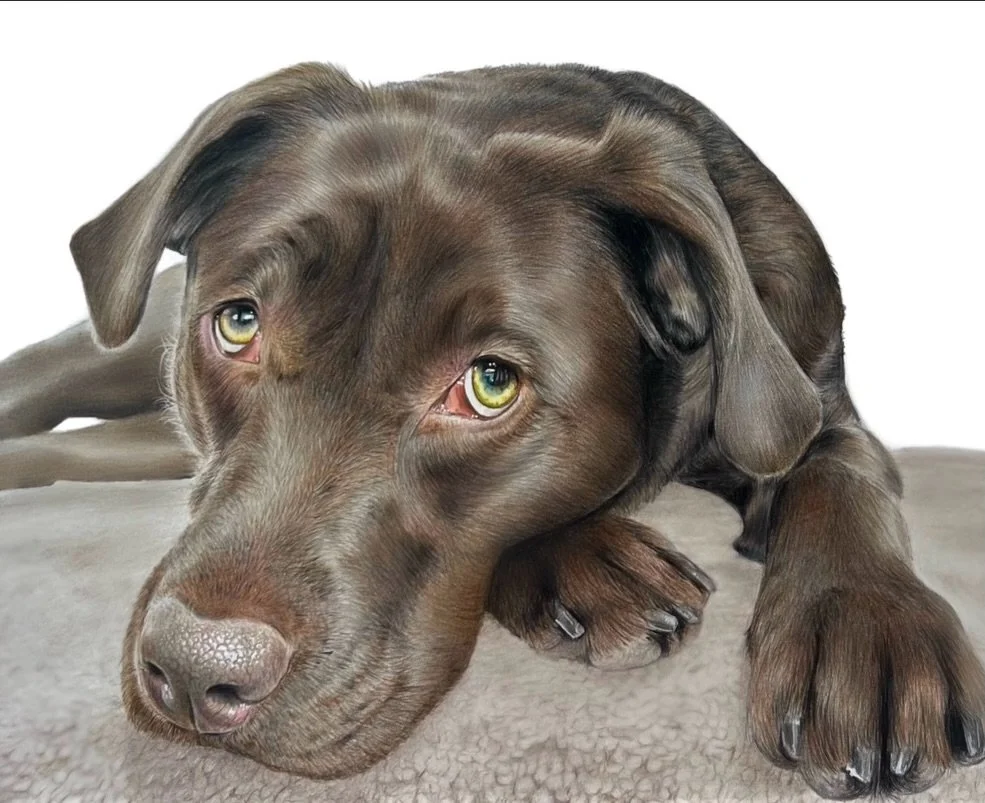 Now offering coloured pencil pet portraits, after over a 6 year break from coloured pencils we are so back🐾🤎

Each piece is drawn to capture every little detail, honouring your pets just the way they are🤍

All coloured portraits are drawn with @fa
