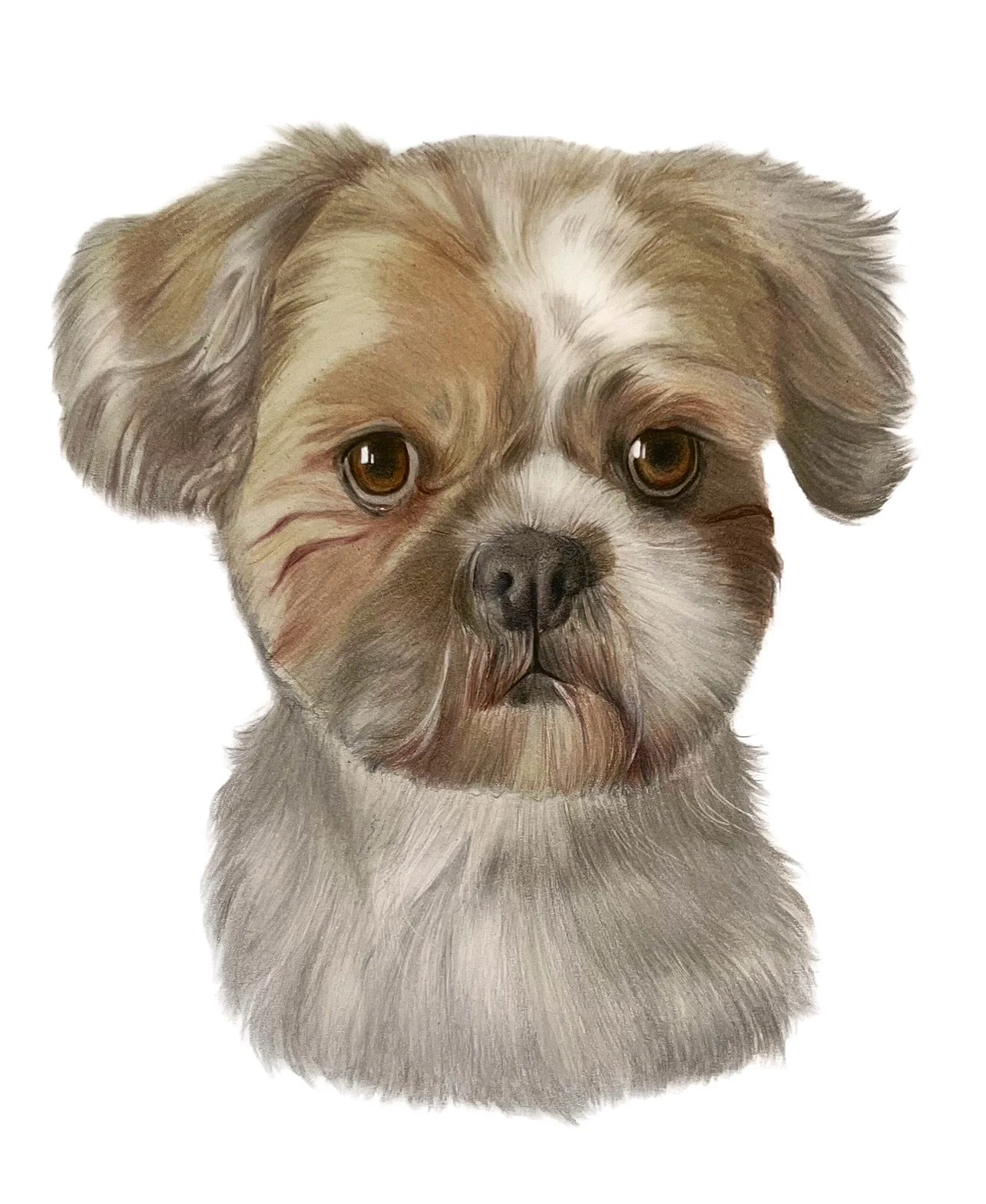 Gorgeous little Mowgli🫶🏼🩶
&bull;
&bull;
&bull;
#pencilportrait #petportraitartistofinstagram #petportrait #colouredpencil #dogsofinstagram