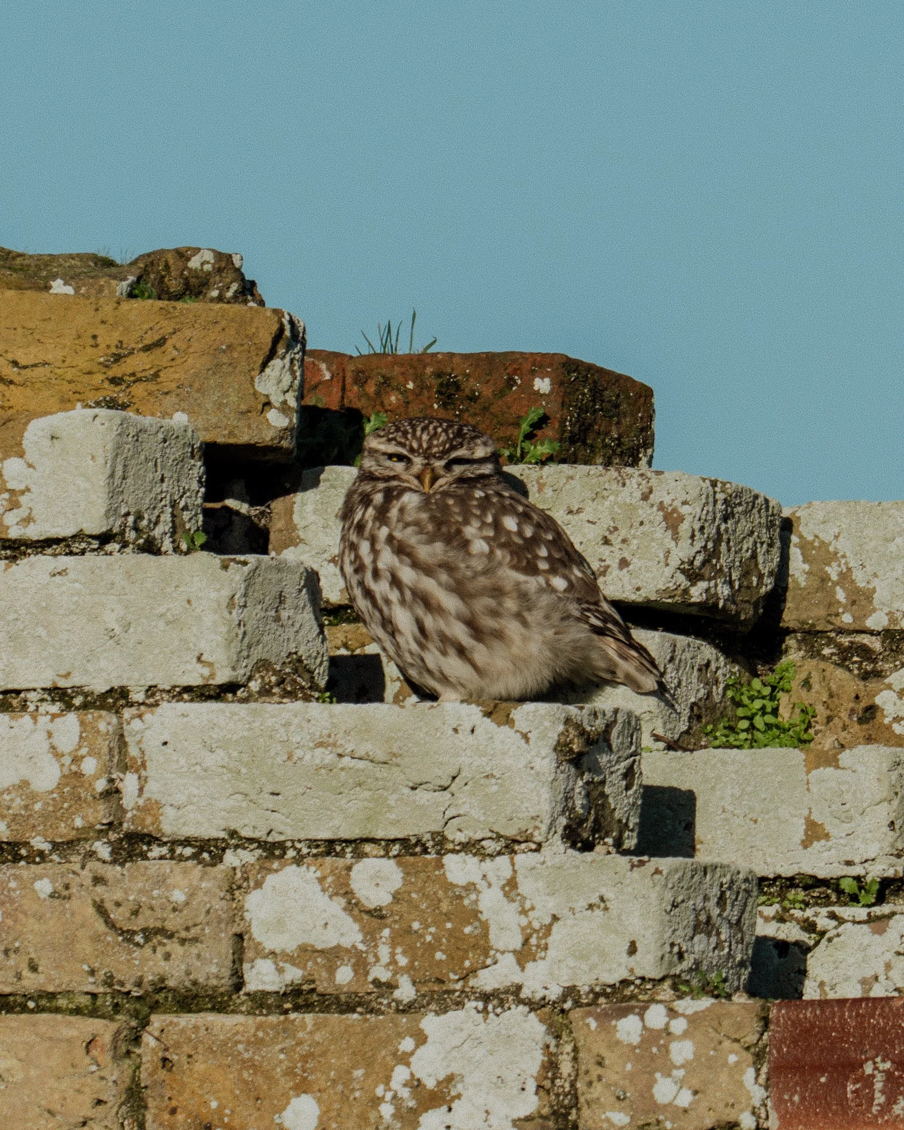 A small owl perched on a weathered brick wall under a clear blue sky.