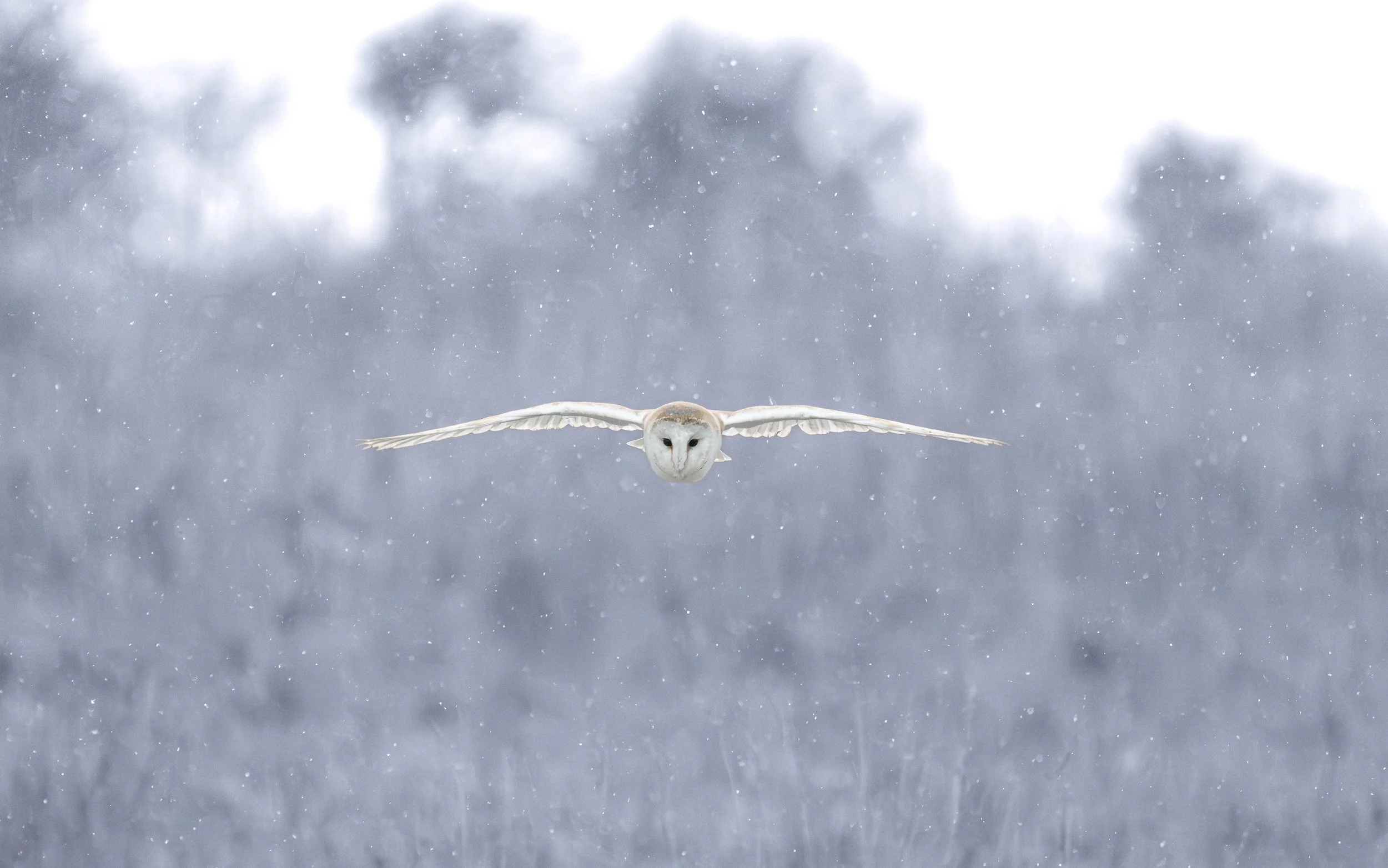 A white barn owl flying through falling snow with a blurred winter landscape in the background.