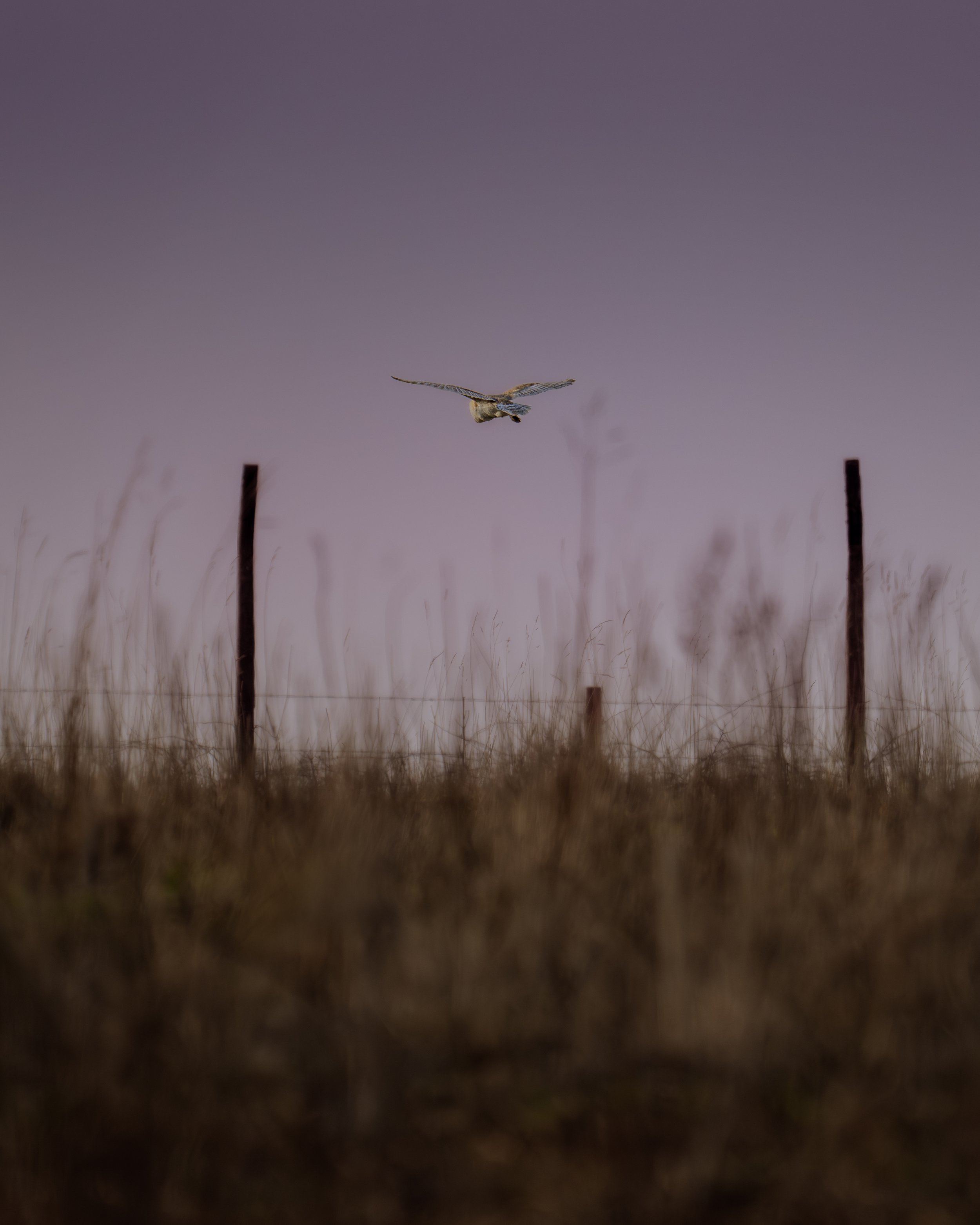 A bird flying over a grassy field with a barbed wire fence and wooden fence posts under a purple sky.
