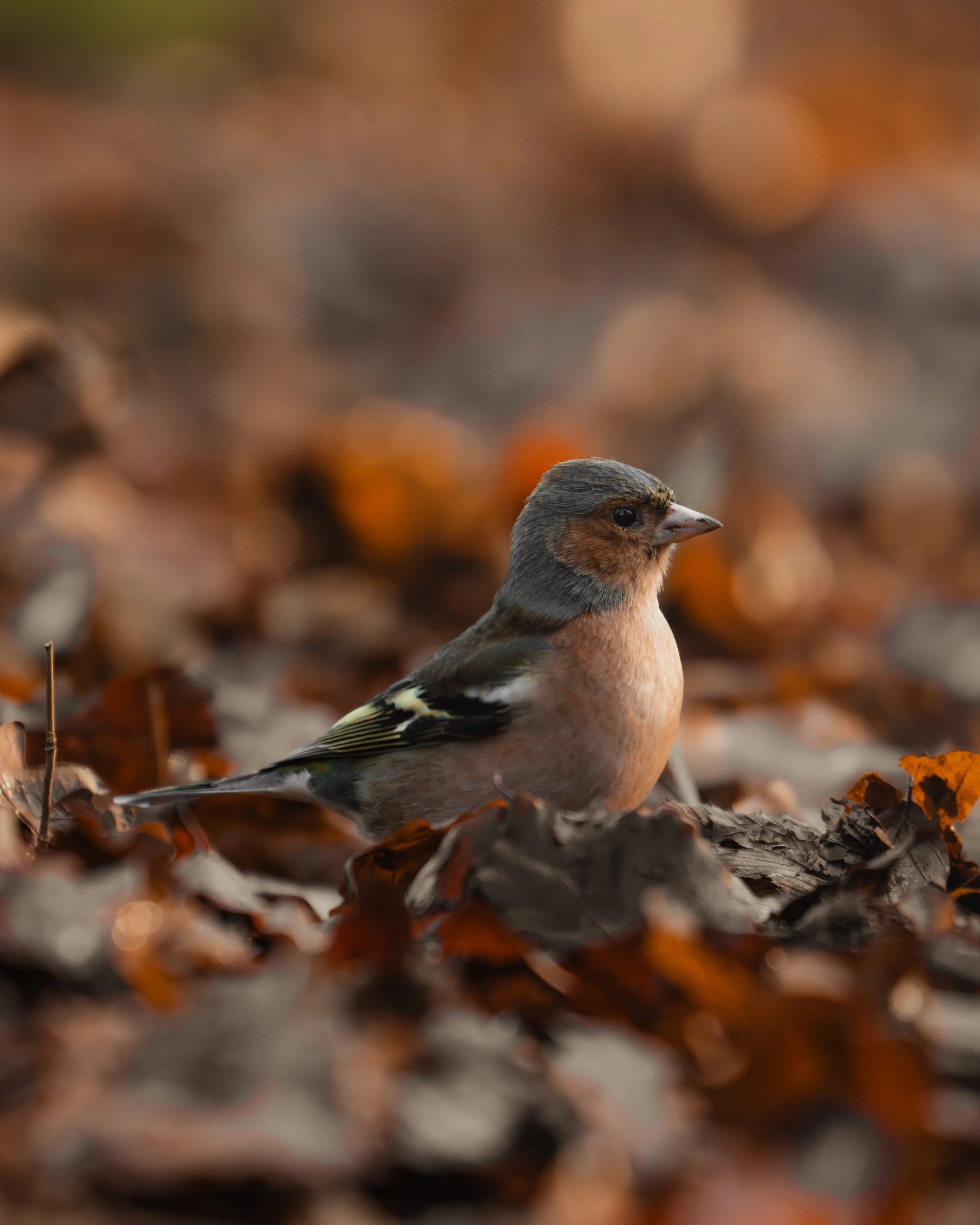 A small bird with brown, black, beige, and gray feathers standing on fallen autumn leaves.
