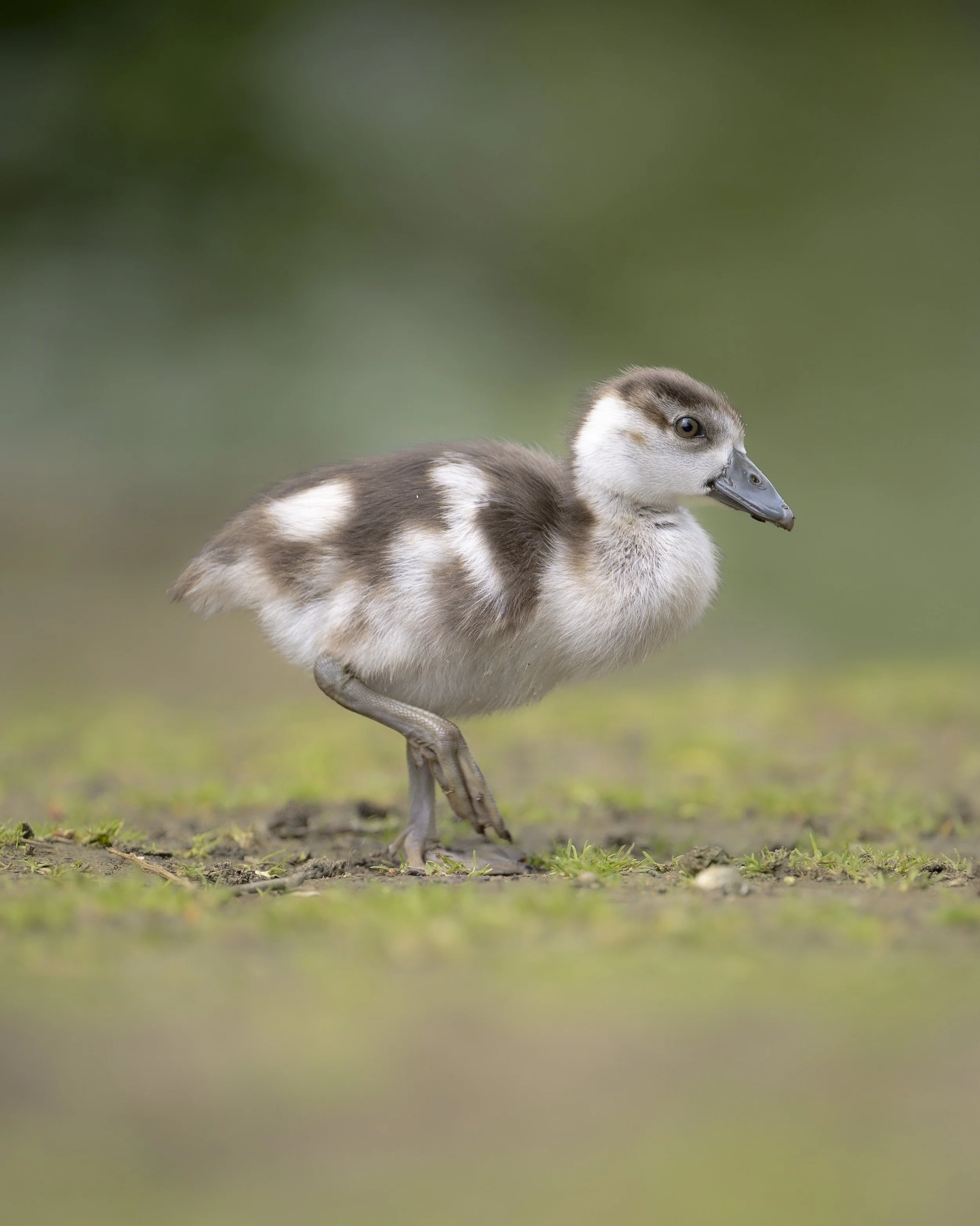 A duckling walking on the ground with a blurred green background.