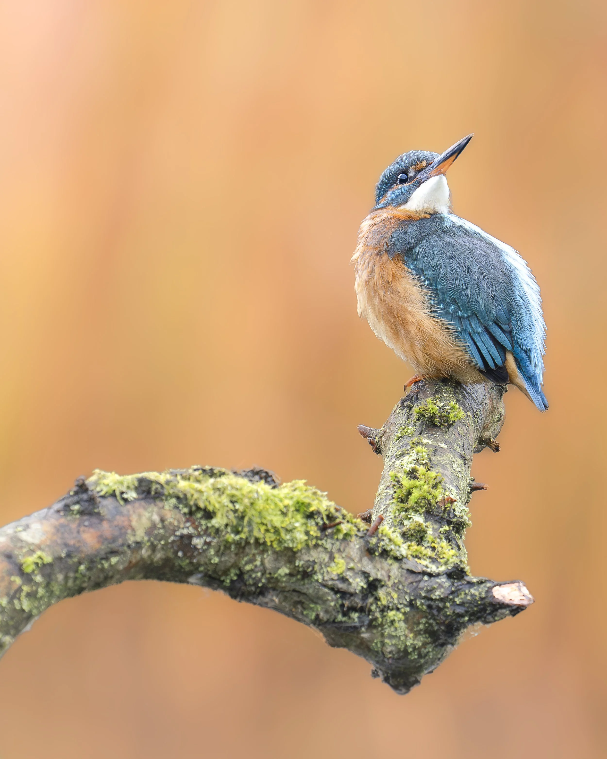 A colorful kingfisher bird perched on a moss-covered branch with a warm, blurred background.