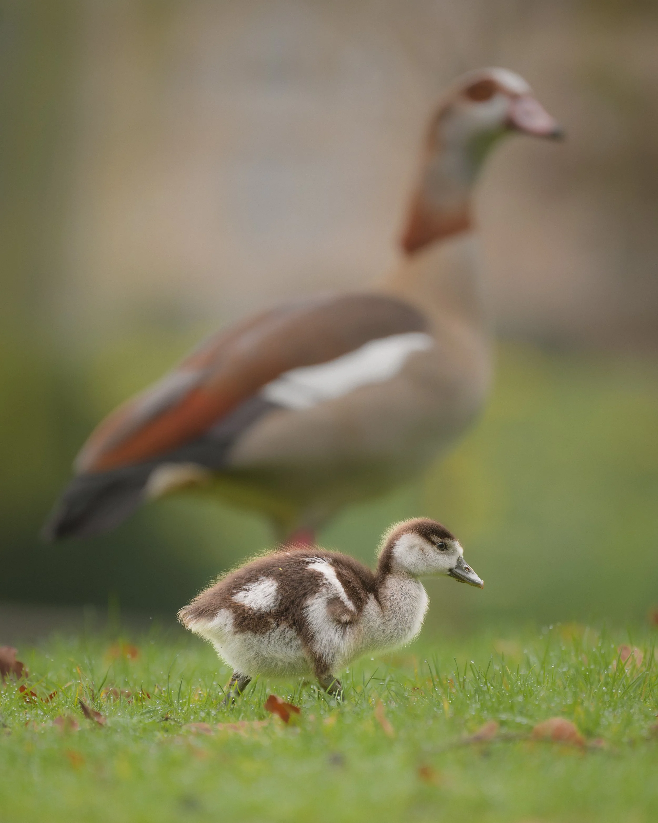 A duck standing on grass with a duckling in front of it, blurred background