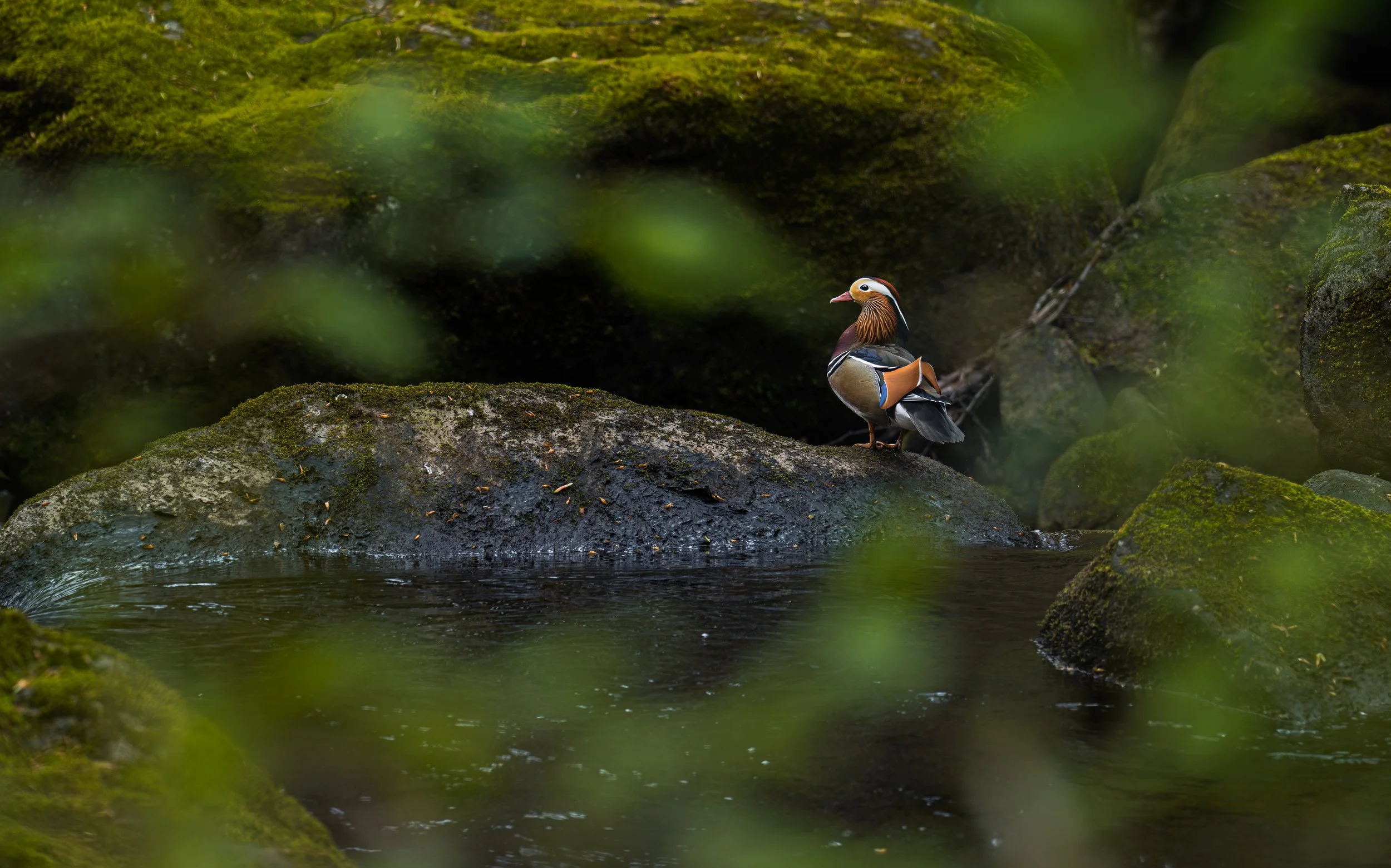 Mandarin duck sat on a rock above a river in the Peak District